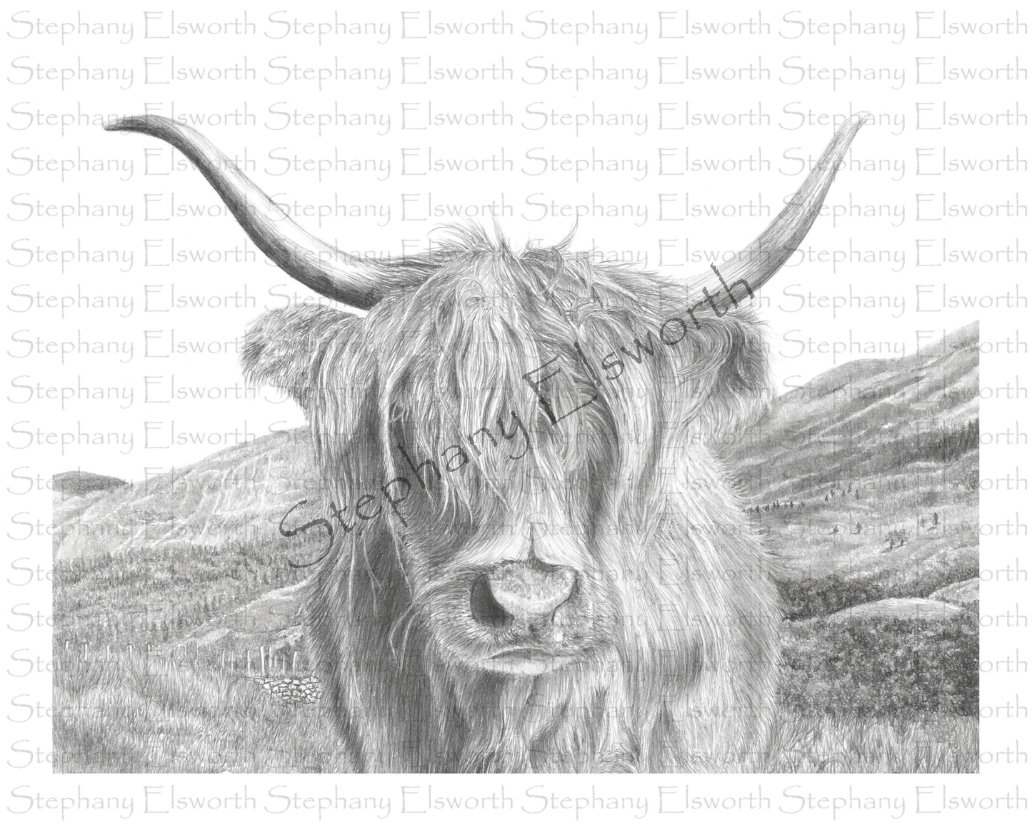Highland Cow Pencil Drawing Giclee Print