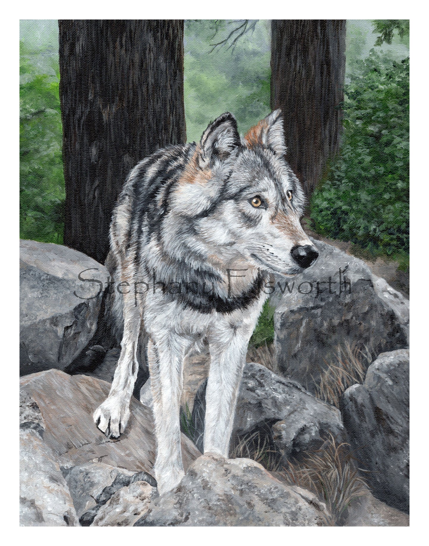 Wolf on Rocks Giclee Fine Art Print