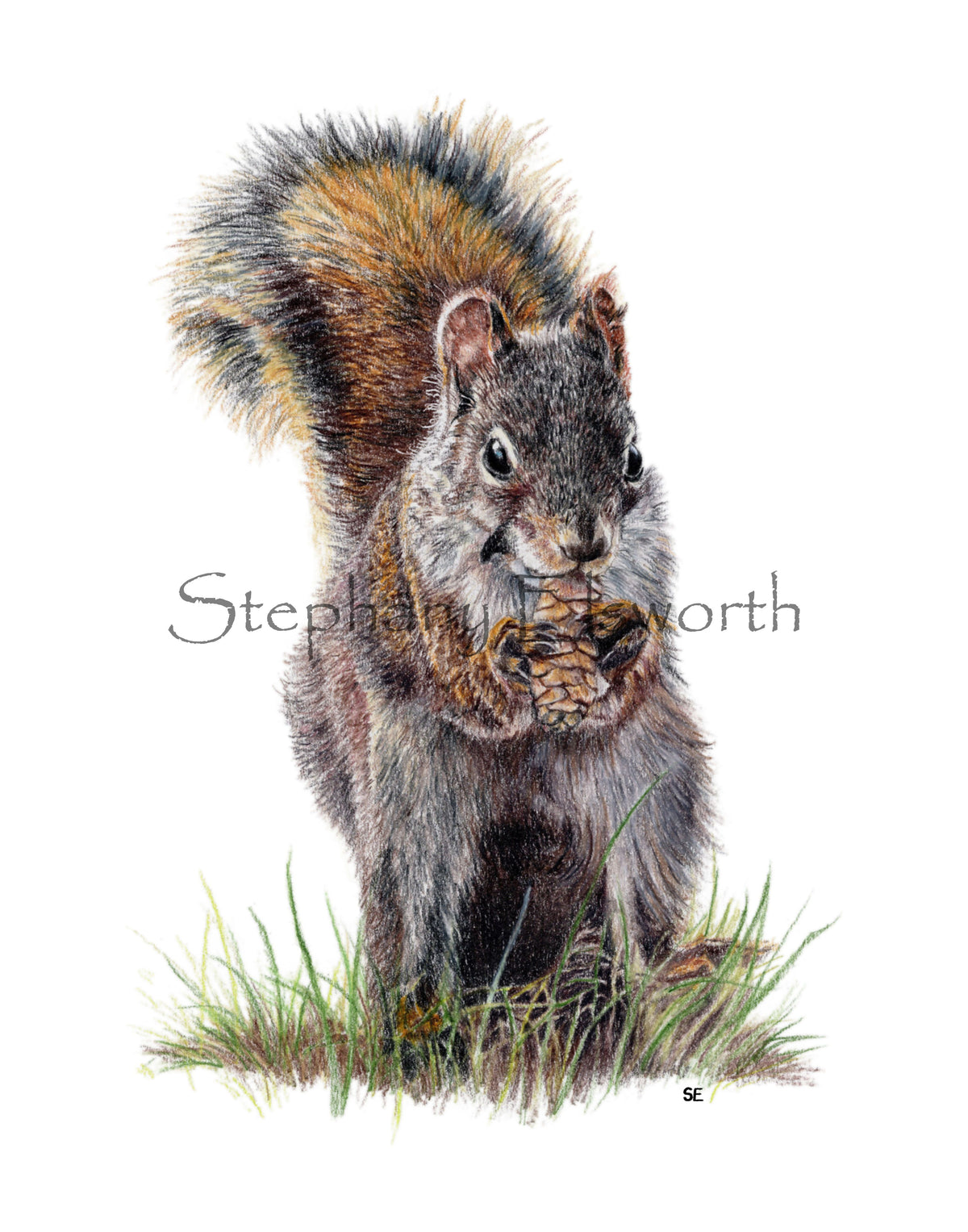 Squirrel Colored Pencil Drawing Digital Download