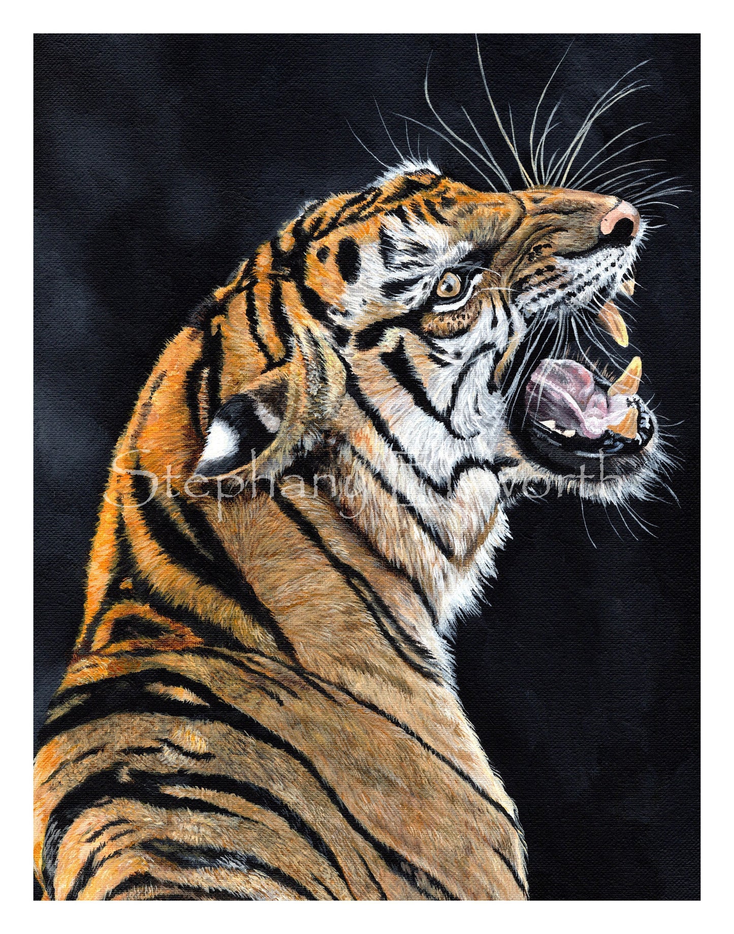Snarling Tiger Fine Art Giclee Prints