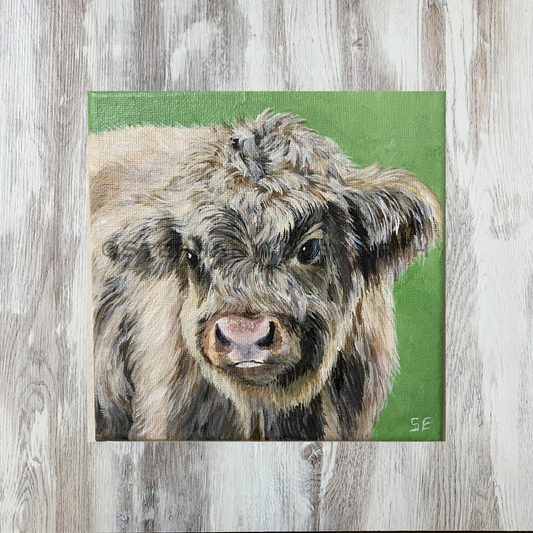 Scottish Highland Calf 6 x 6 inch Original Painting