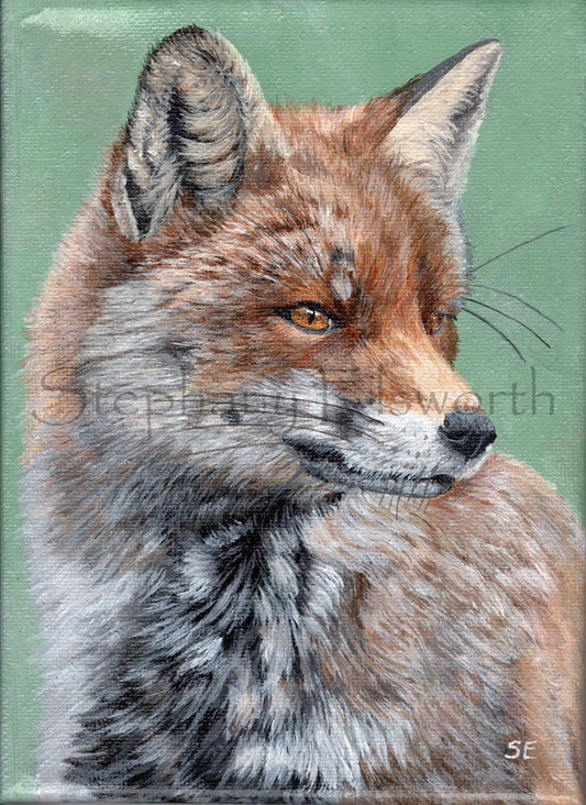 5 x 7 inch Fox Study Original Miniature Painting