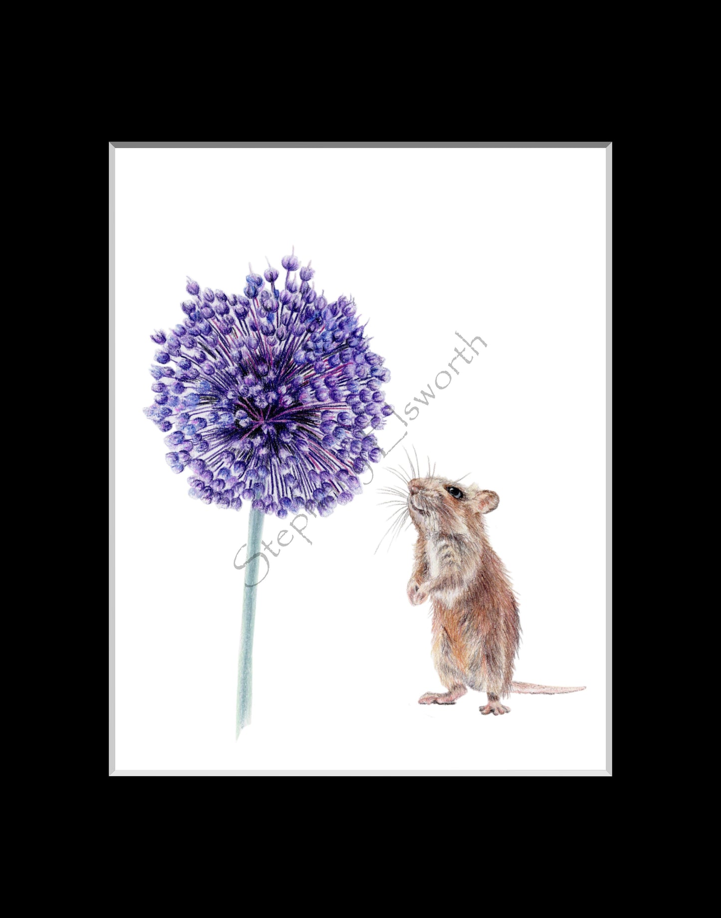 Yorktown Onion (Allium) and Mouse 8 x 10 Original Colored Pencil Drawing in 11 x 14 Black Mat