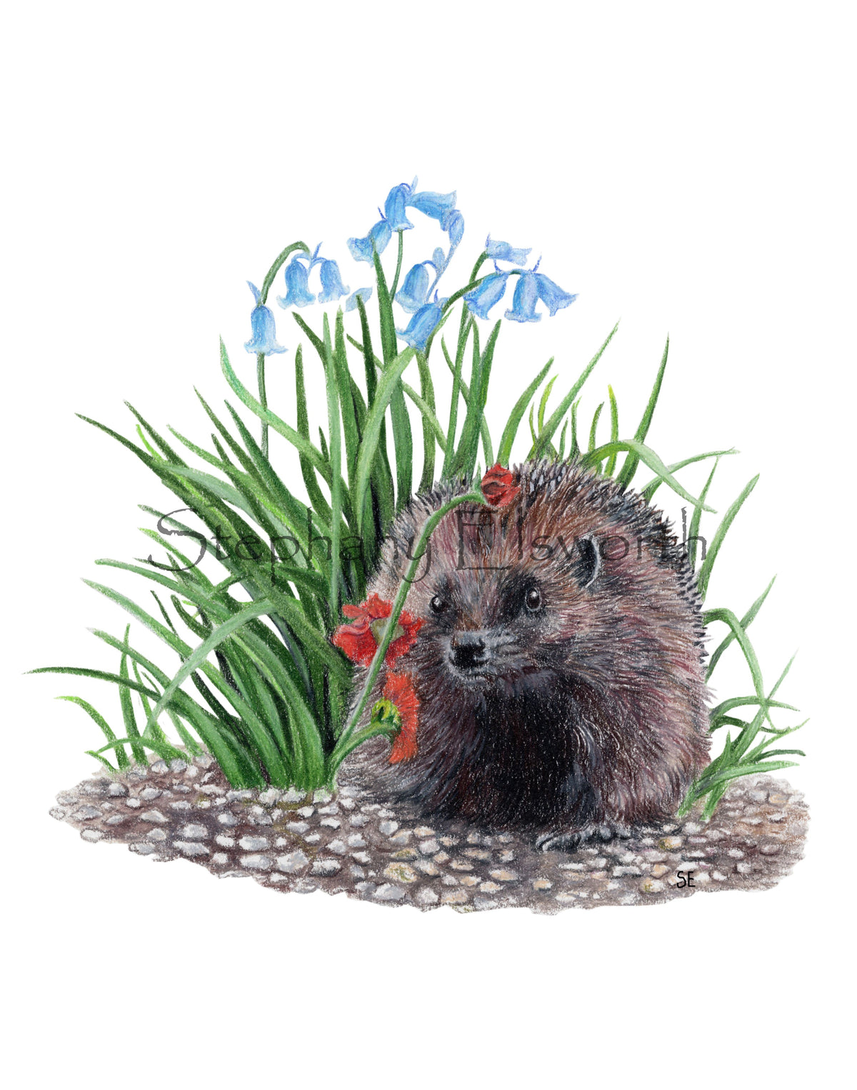 Hedgehog and Bluebells Colored Pencil Art Digital Download
