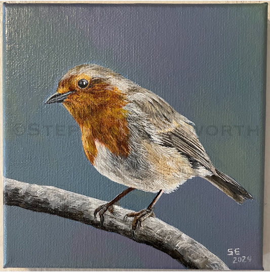 European Robin 6 x 6 Original Acrylic Painting