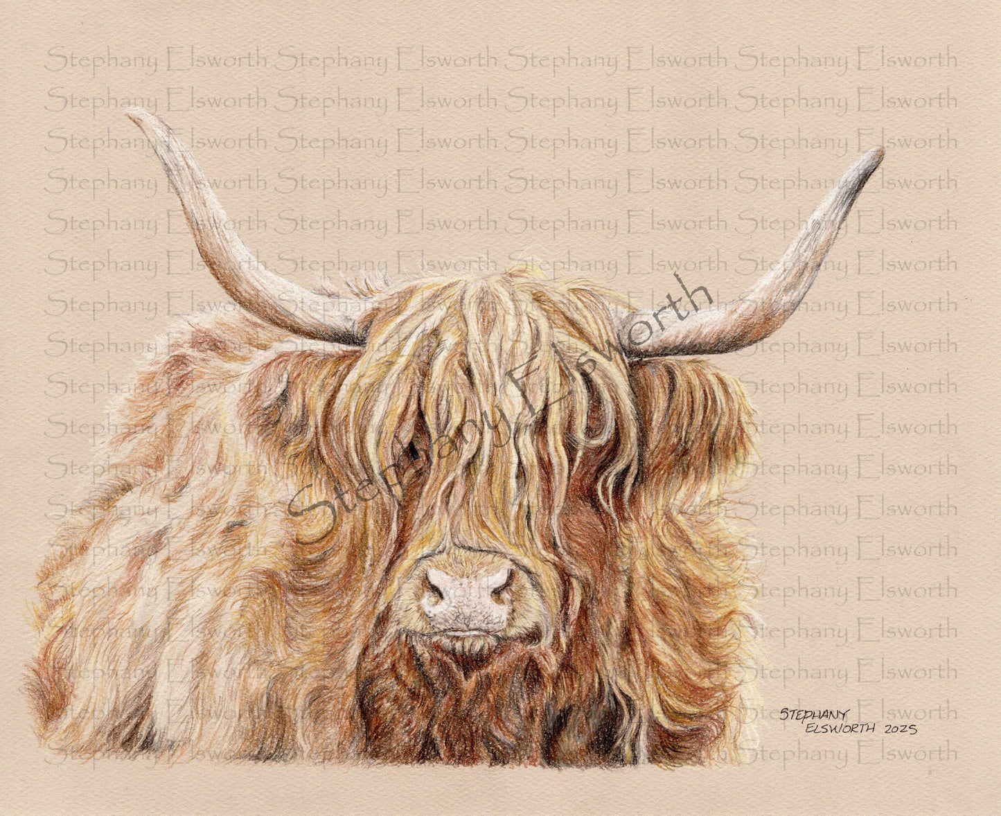 Scottish Highland Cow Giclee Print