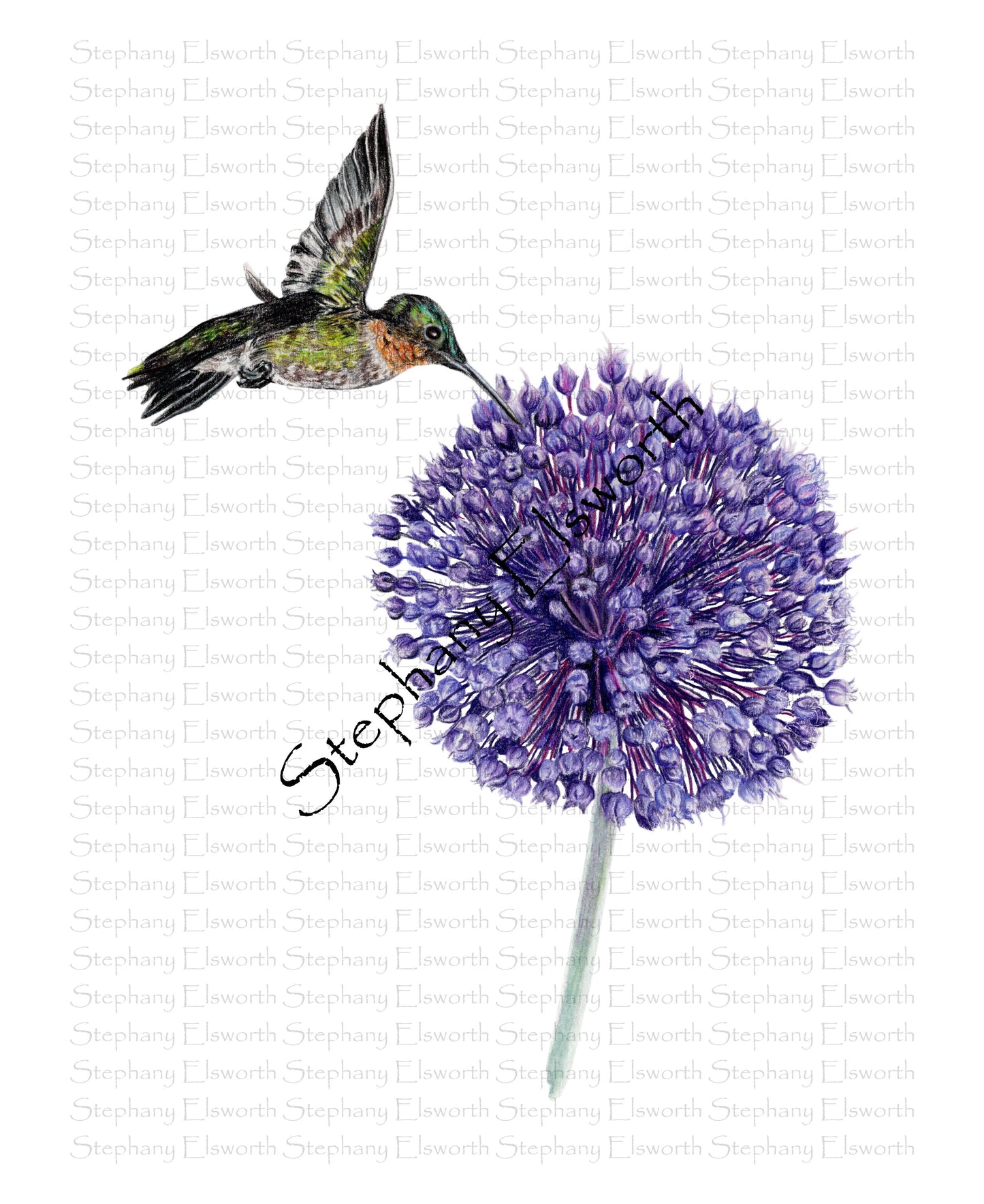 Hummingbird and Yorktown Onion 8 x 10 Fine Art Giclee Print in 11 x 14 mat