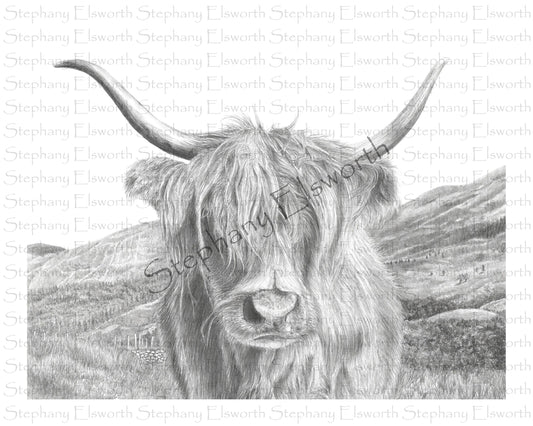 Highland Cow Pencil Drawing Giclee Print