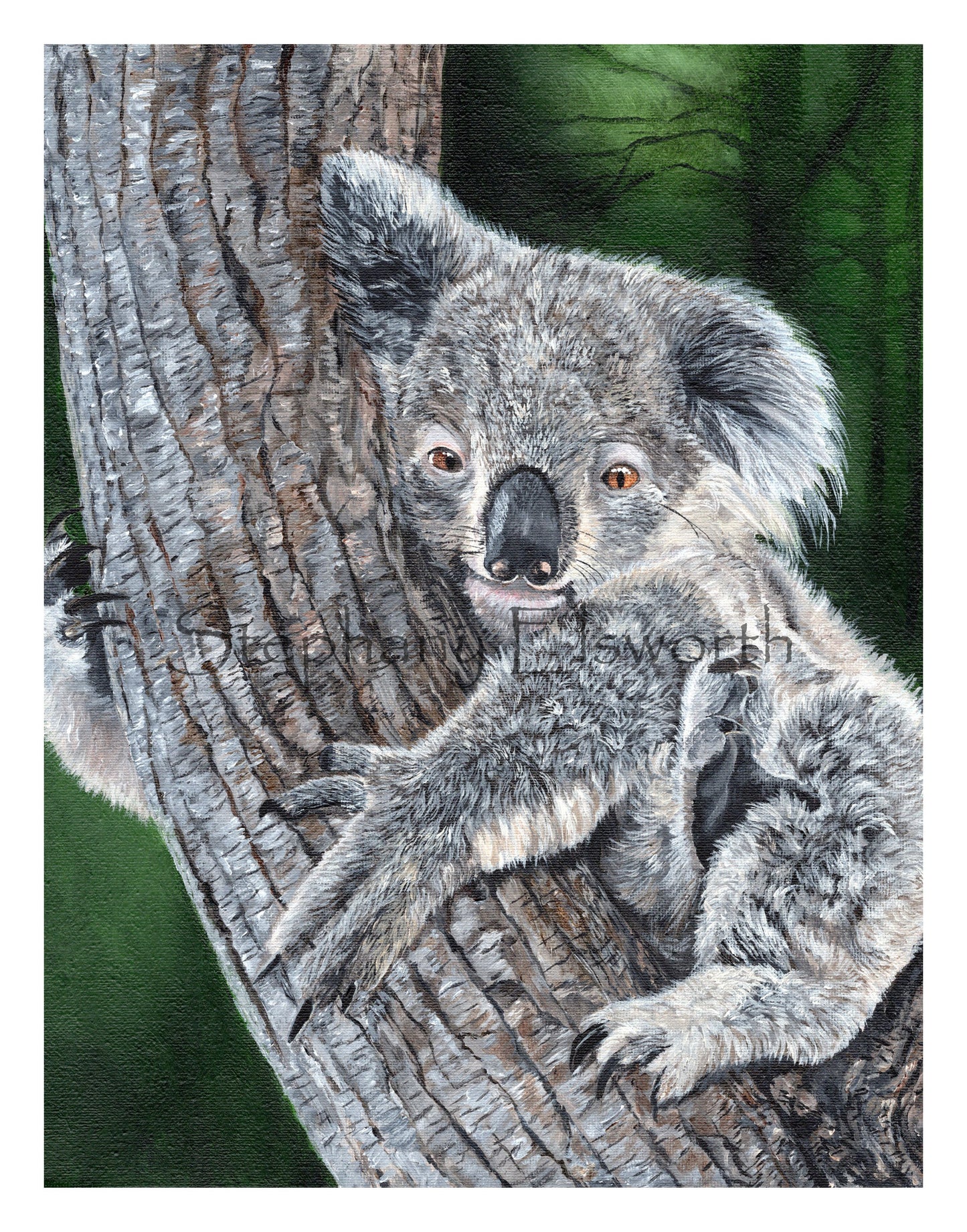 Koala Giclee Fine Art Print