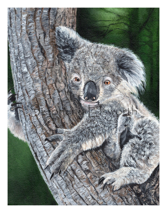 Koala Giclee Fine Art Print