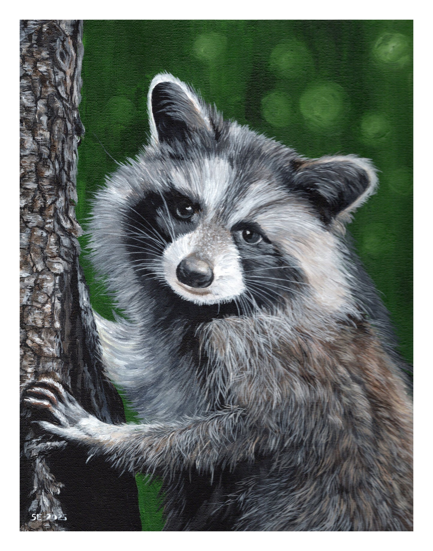 Raccoon Giclee Fine Art Print