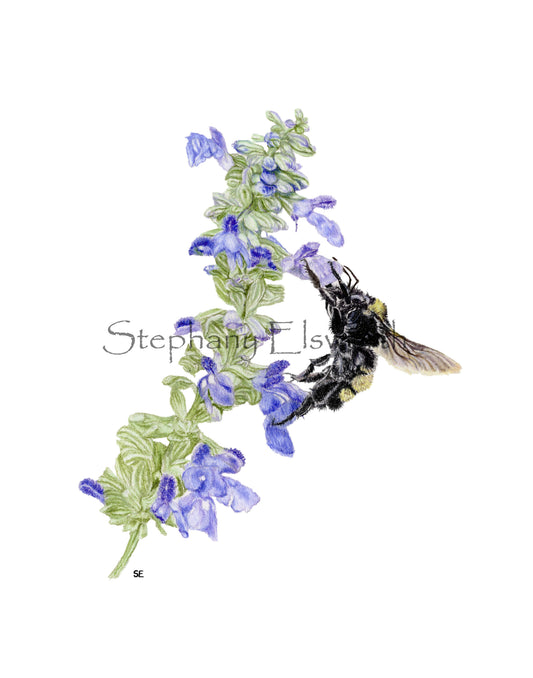 Bee and Blue Sage Colored Pencil Drawing Digital Download