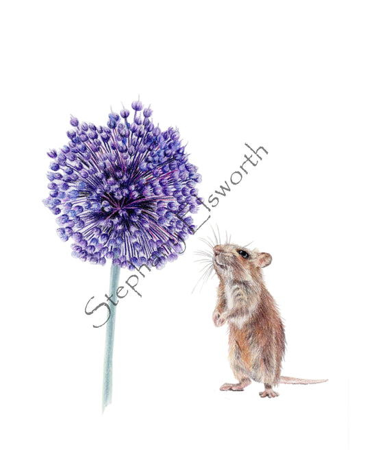 Yorktown Onion (Allium) and Mouse 8 x 10 Archival Giclee Print