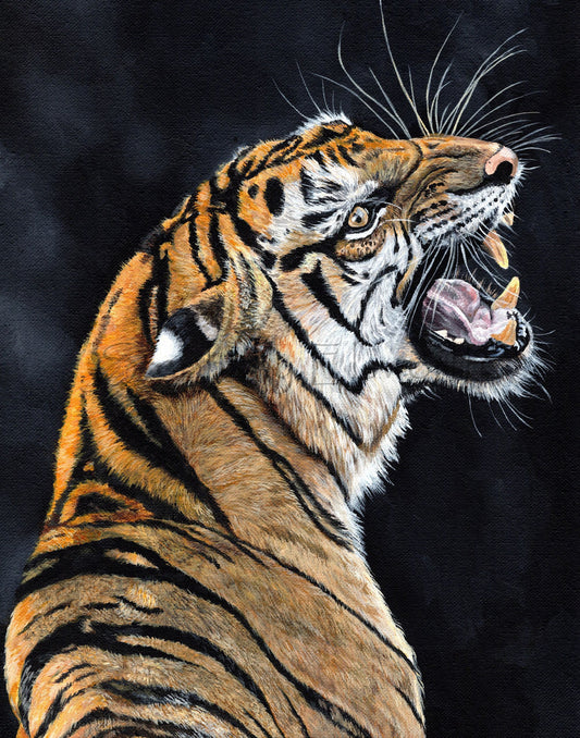 11 x 14 inch Snarling Tiger Original Acrylic Painting