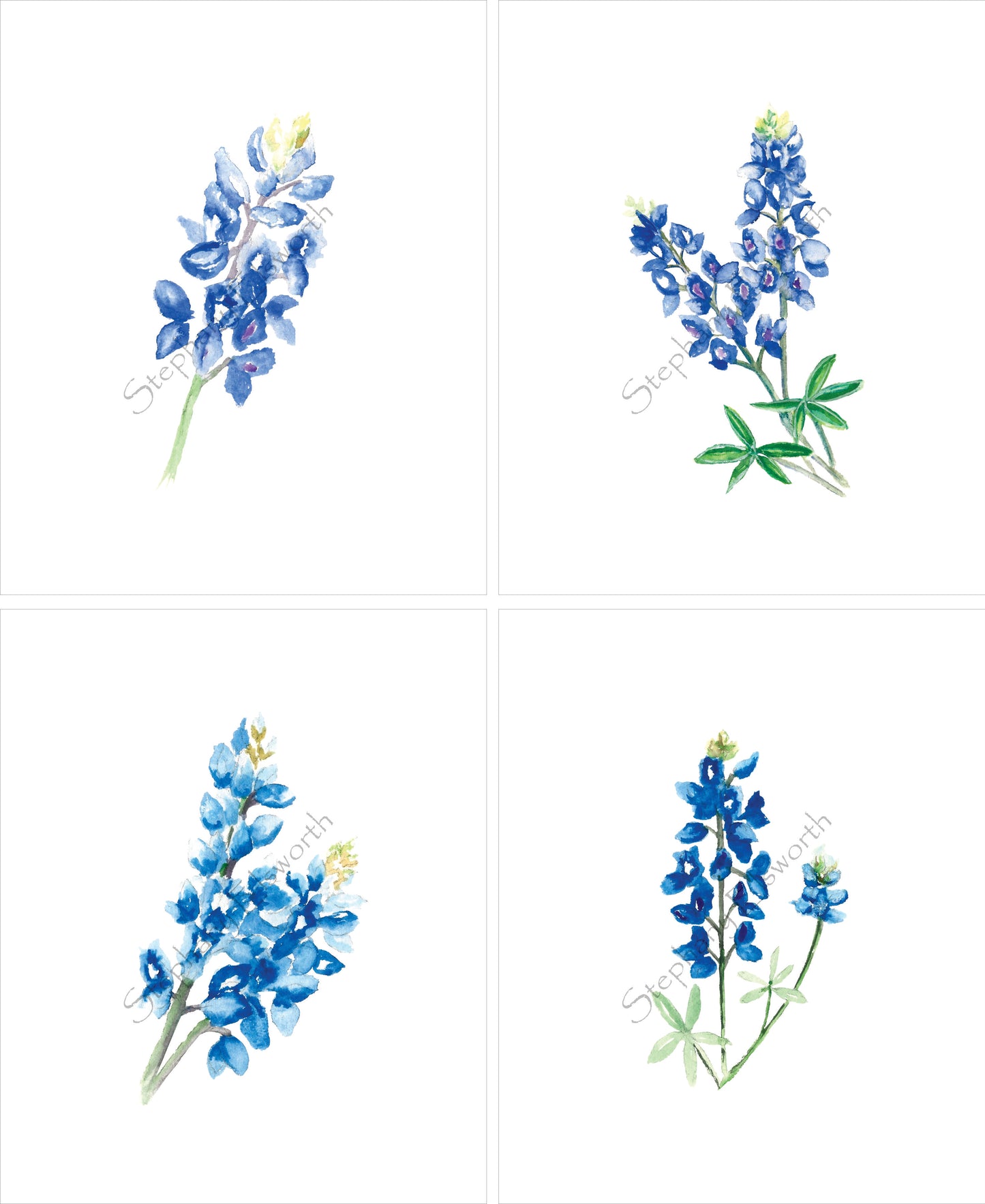 Texas Bluebonnet Watercolor Prints 8 x 10 inches in 11 x 14 mat Set of Four