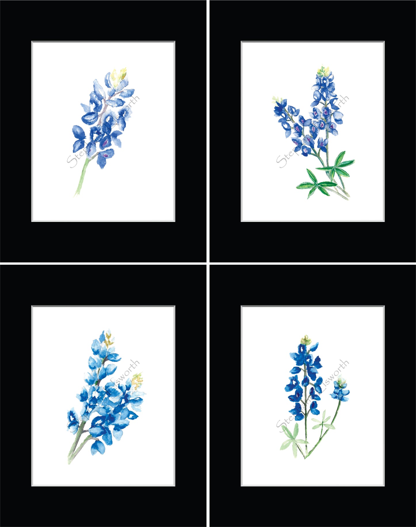 Texas Bluebonnet Watercolor Prints 8 x 10 inches in 11 x 14 mat Set of Four