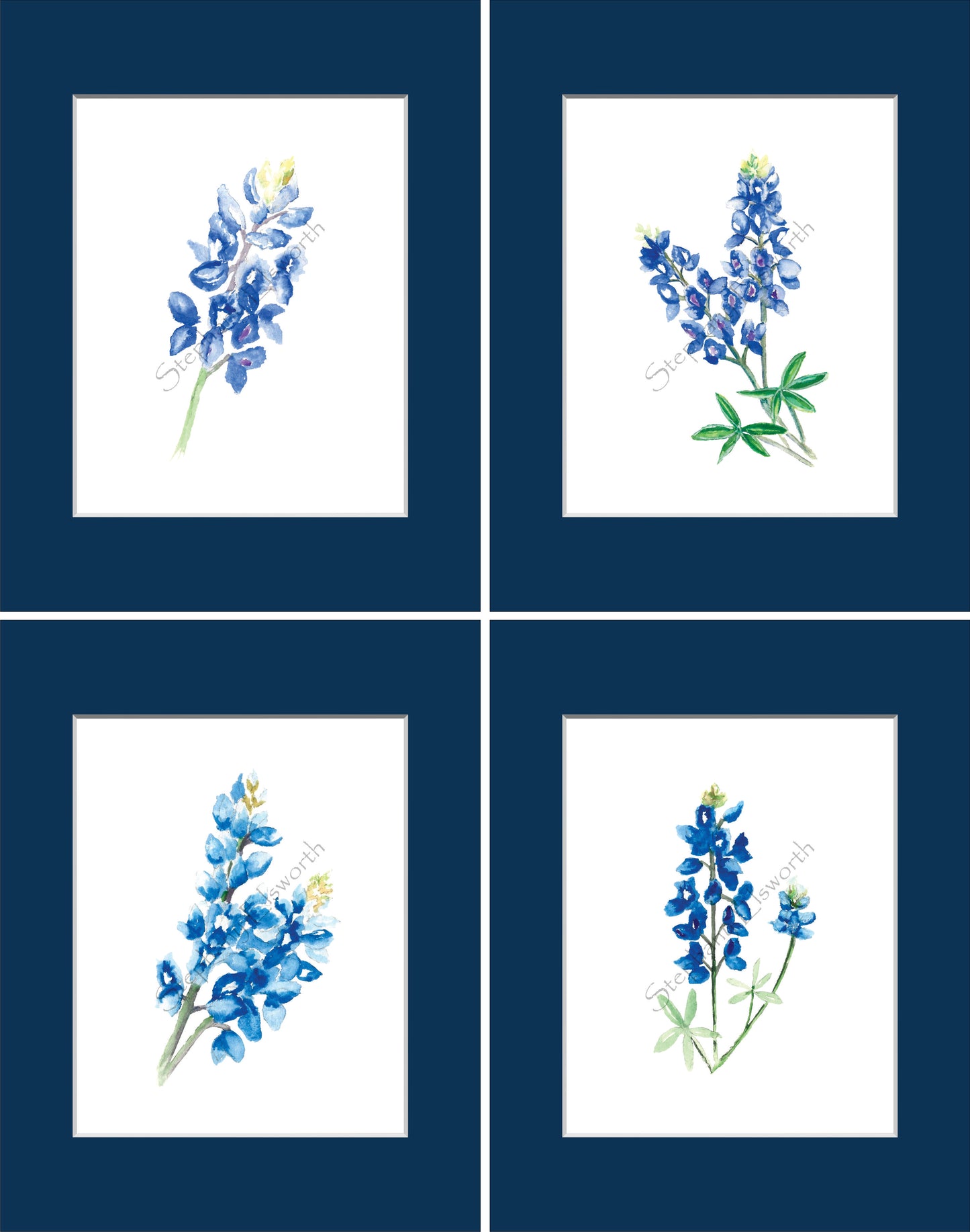 Texas Bluebonnet Watercolor Prints 8 x 10 inches in 11 x 14 mat Set of Four