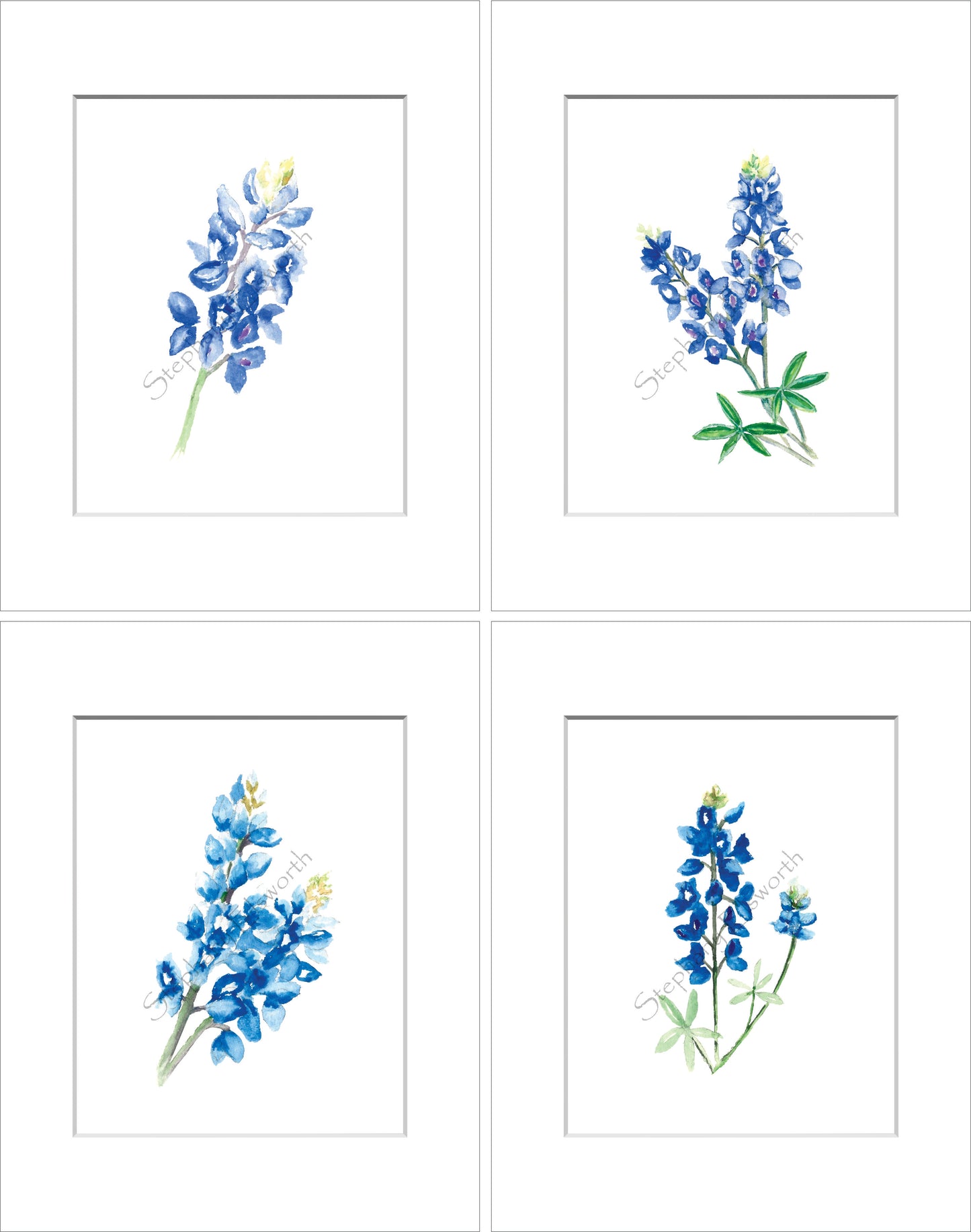 Texas Bluebonnet Watercolor Prints 8 x 10 inches in 11 x 14 mat Set of Four