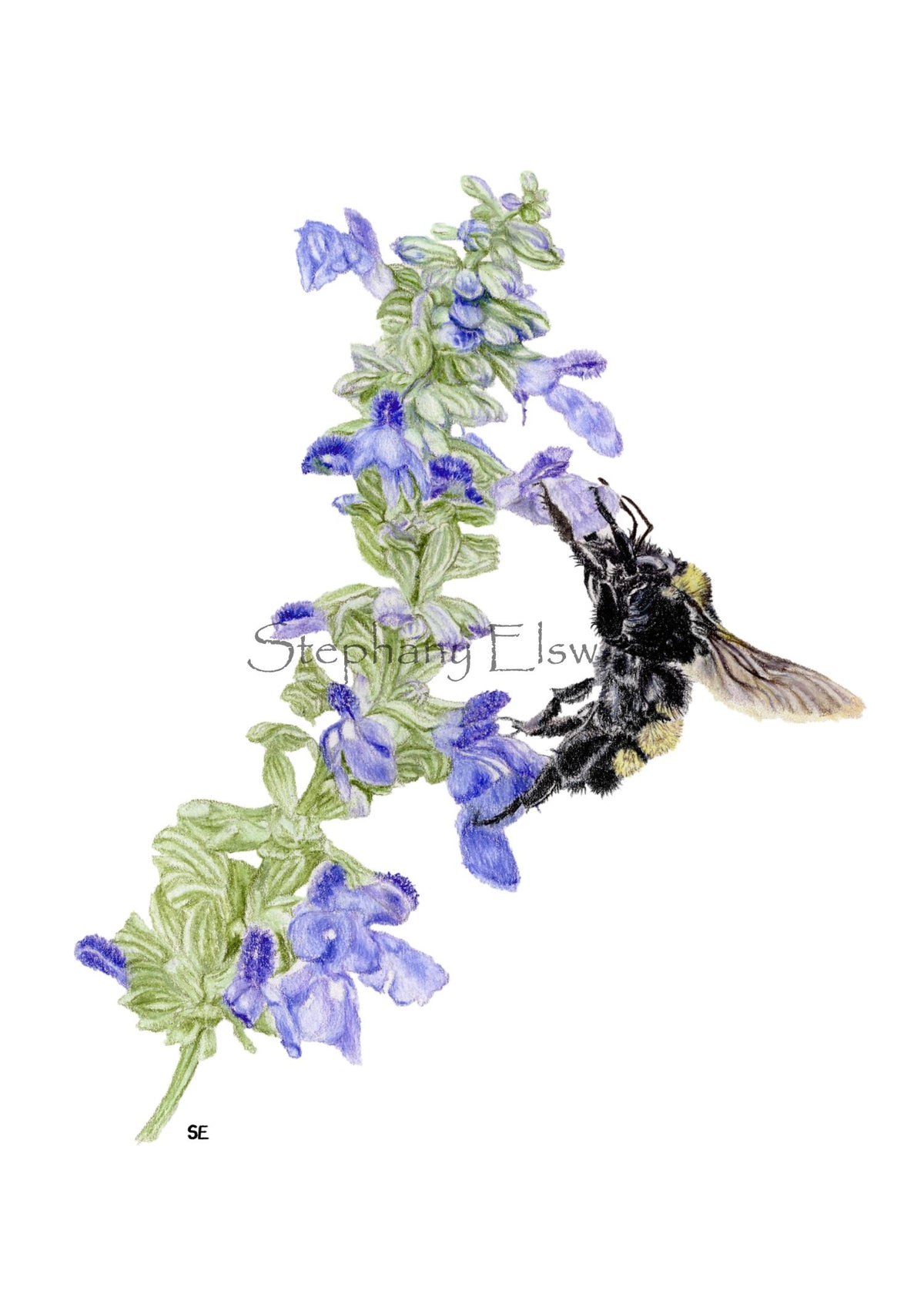 Bee and Blue Sage Colored Pencil Drawing Digital Download