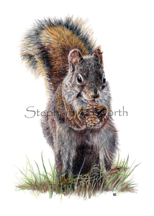 Squirrel Colored Pencil Drawing Digital Download