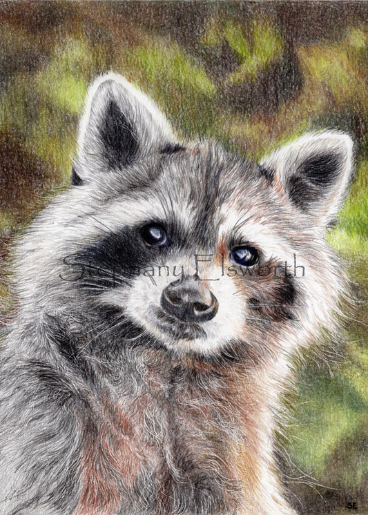 Trash Panda Colored Pencil Drawing Digital Download