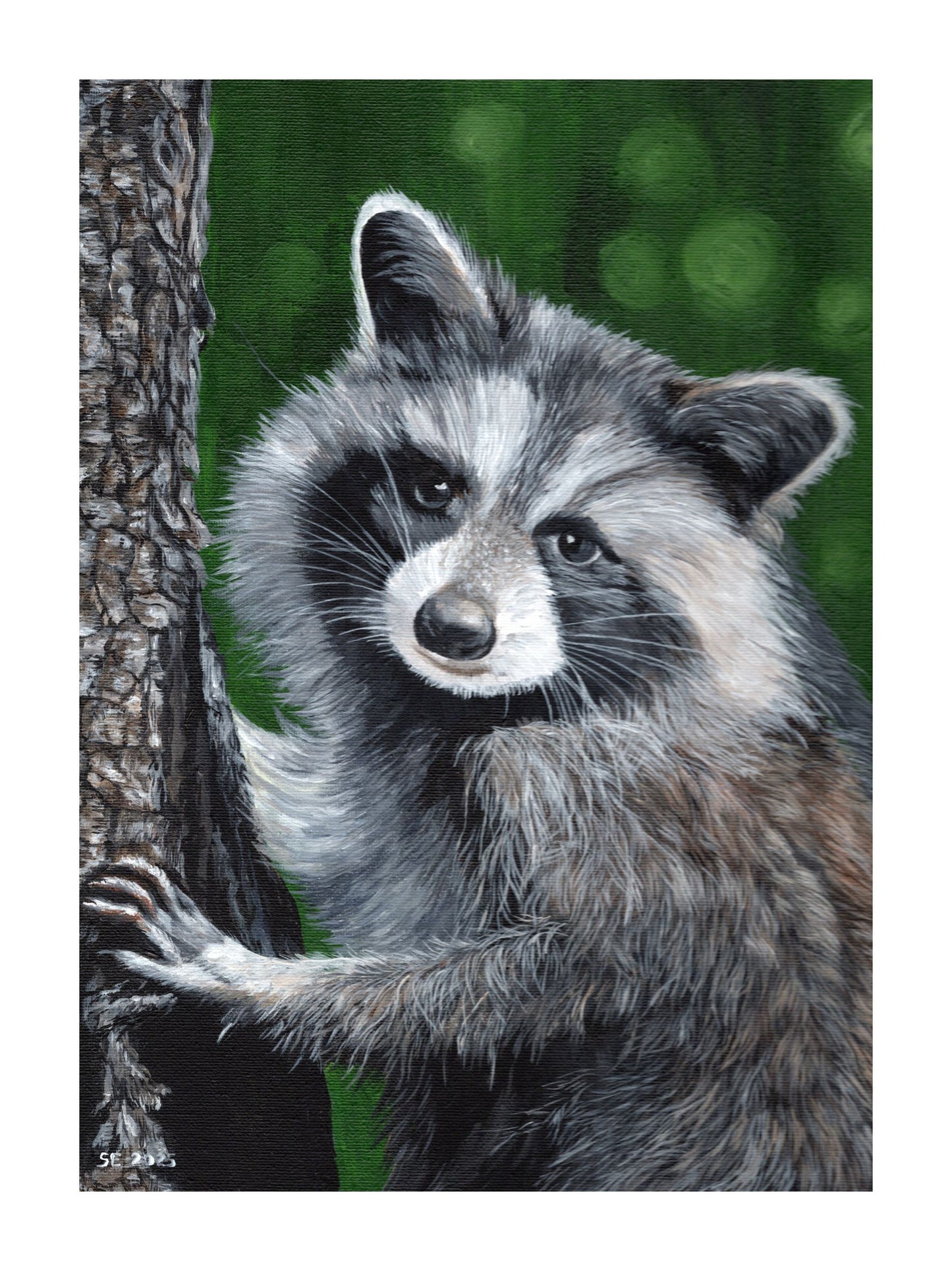 Raccoon Giclee Fine Art Print