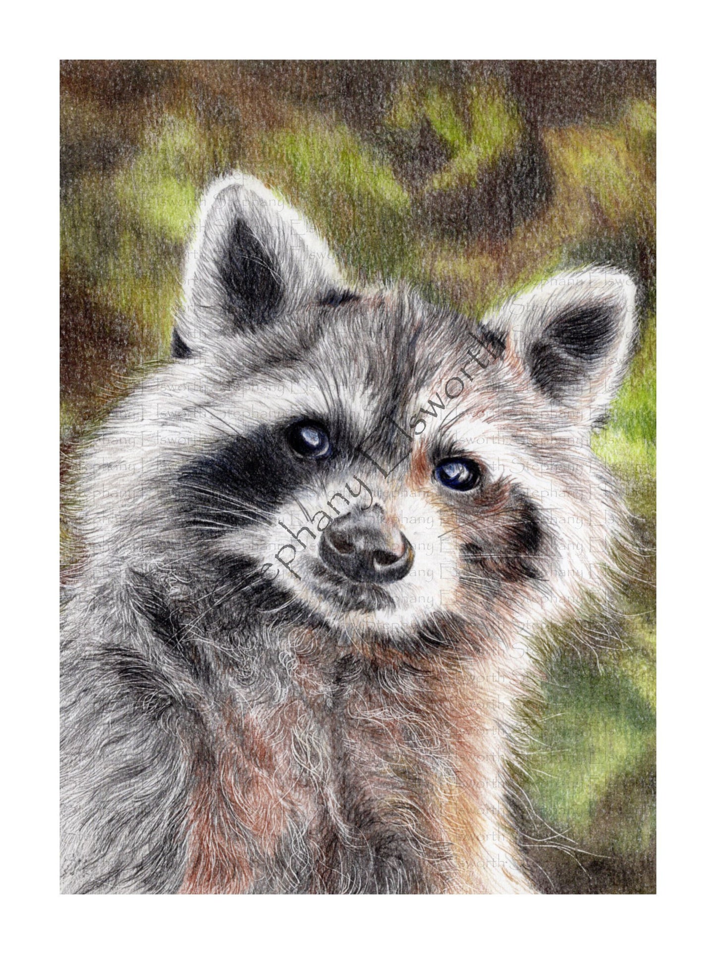 Trash Panda 6 x 8 inch or 8 x 10 inch Colored Pencil Raccoon Fine Art Print
