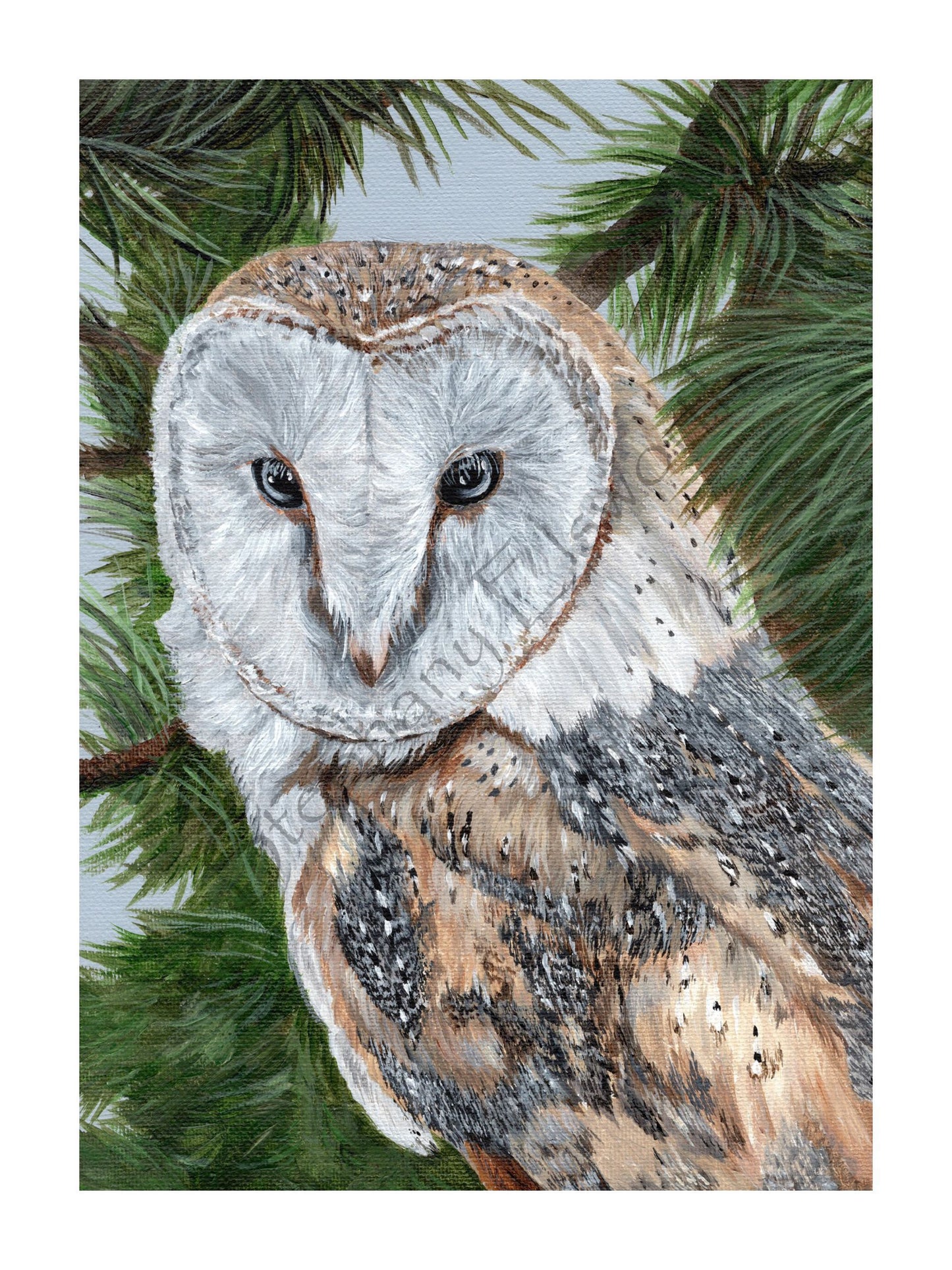 Barn Owl Giclee Print