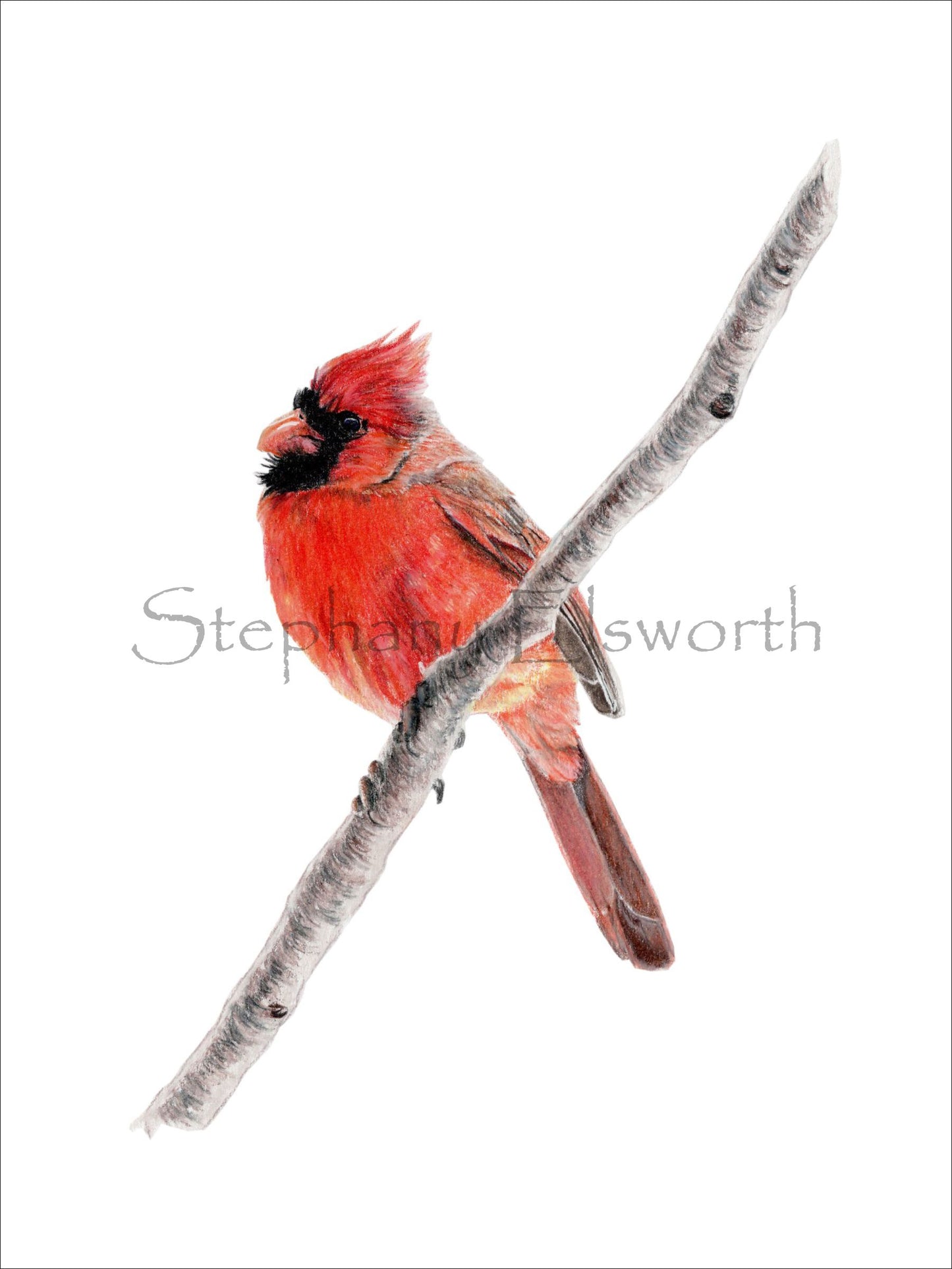 6 x 8 Inch Northern Cardinal Giclee Fine Art Print
