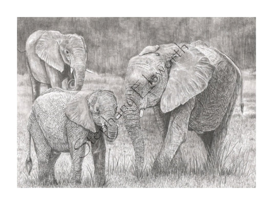 Elephant Family Fine Art Print