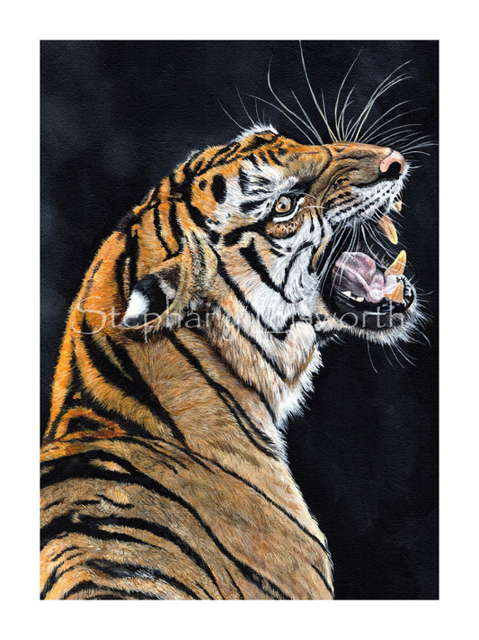 Snarling Tiger Fine Art Giclee Prints