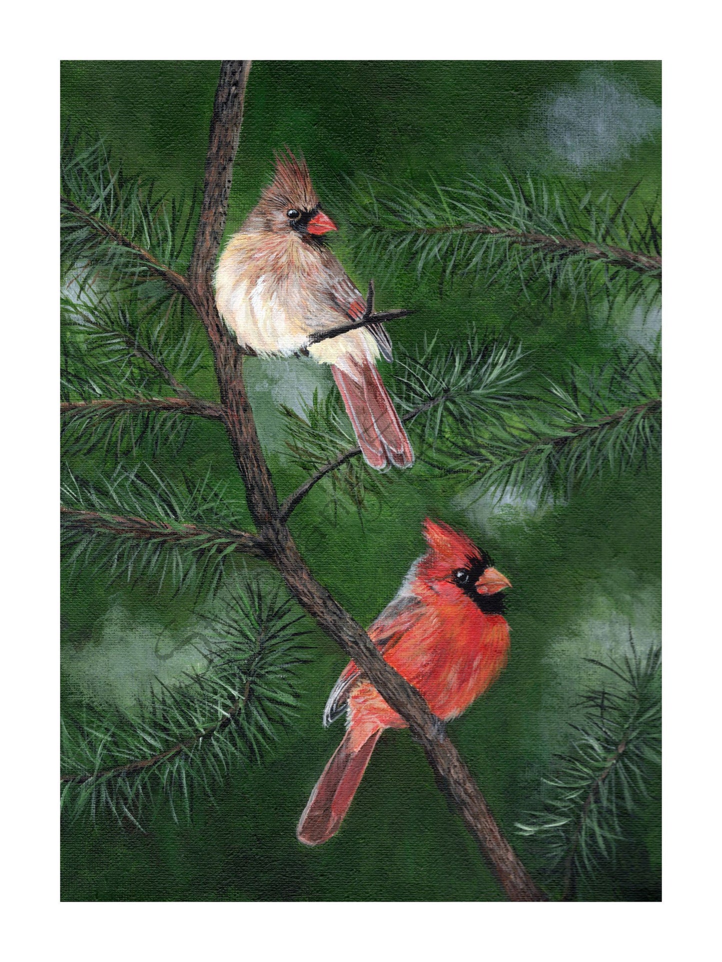 Cardinals in Pine Giclee Print