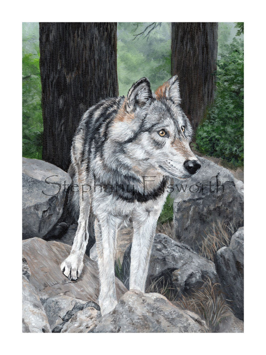 Wolf on Rocks Giclee Fine Art Print
