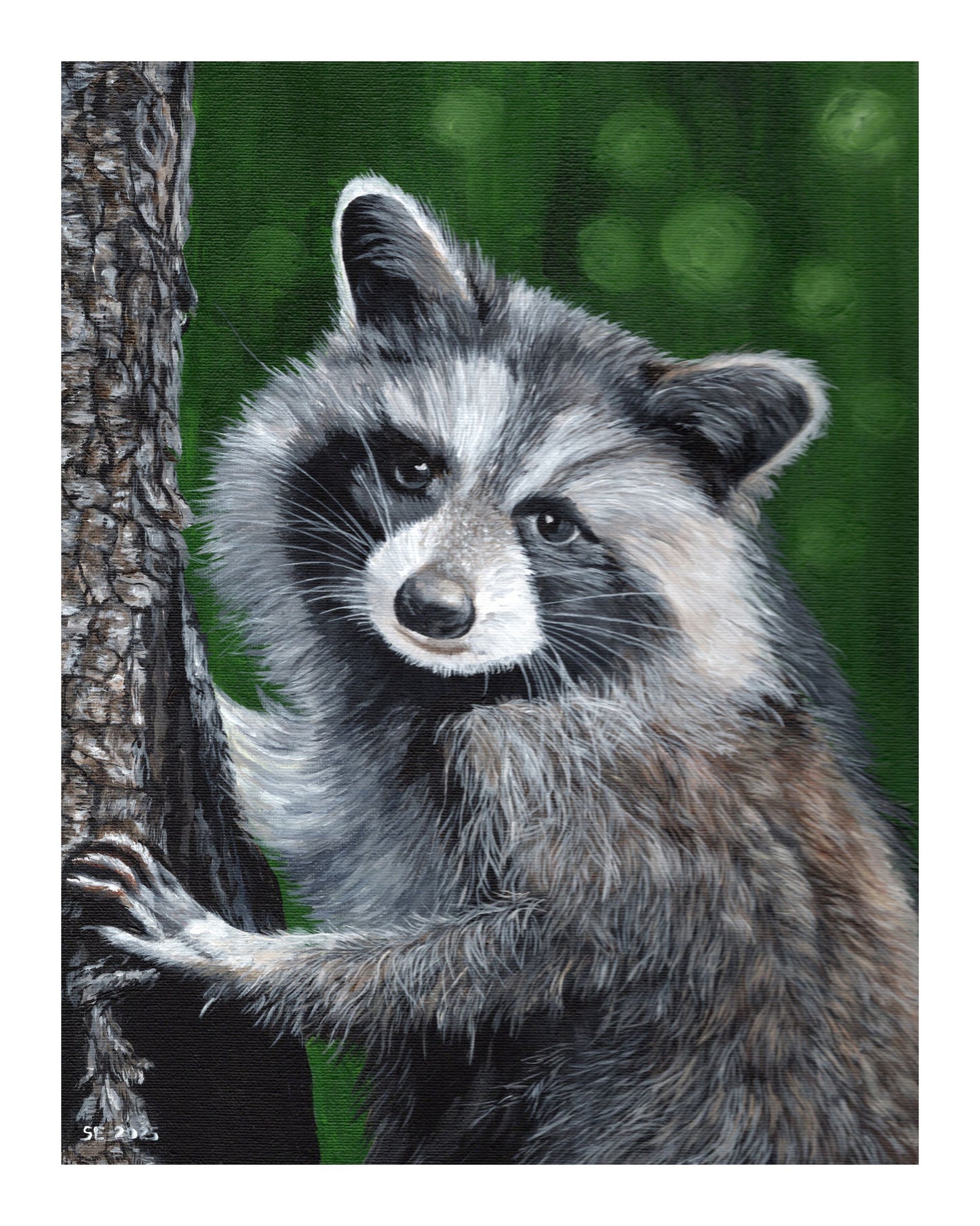 Raccoon Giclee Fine Art Print