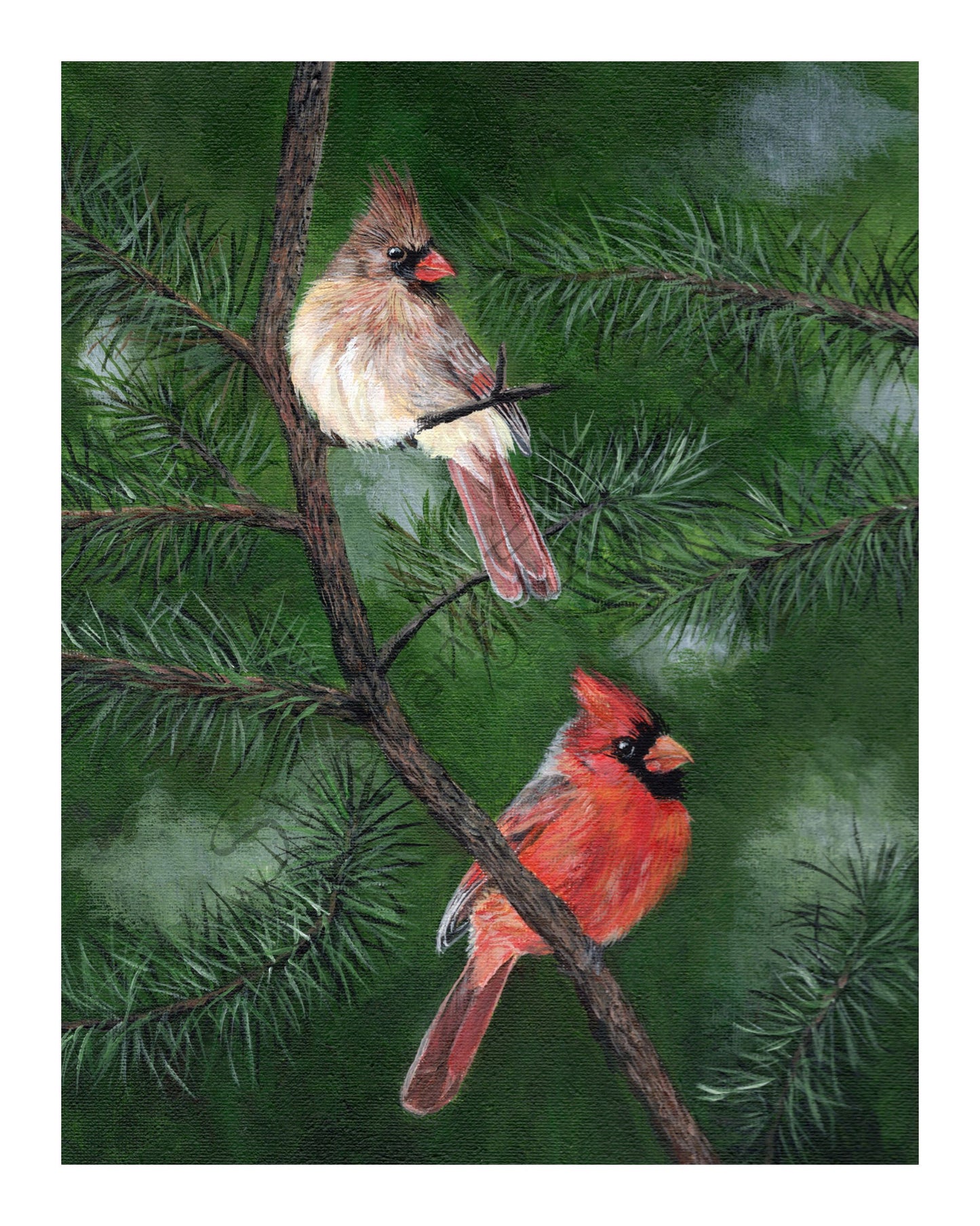 Cardinals in Pine Giclee Print