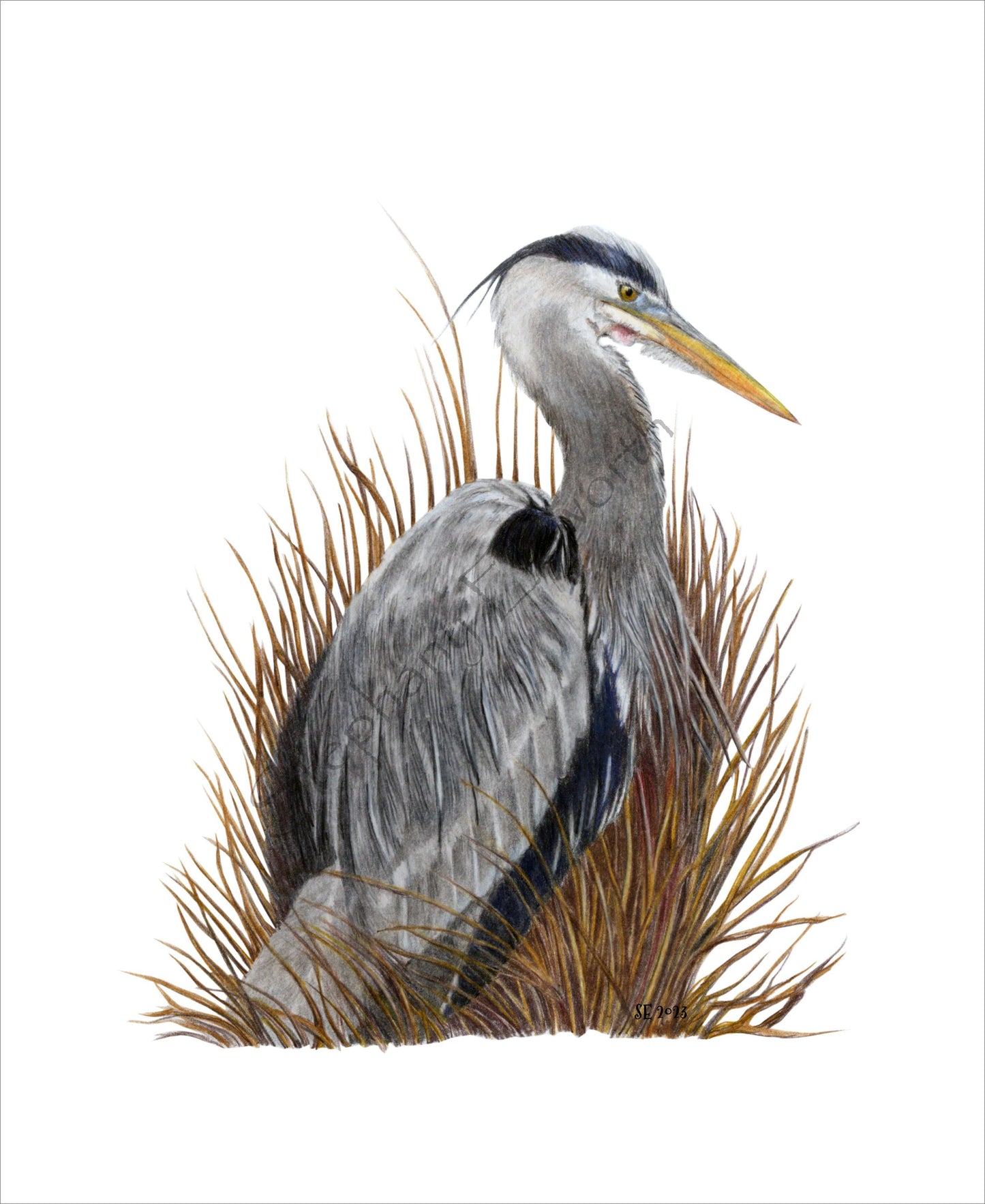 Great Blue Heron 8 x 10 Original Colored Pencil Illustration