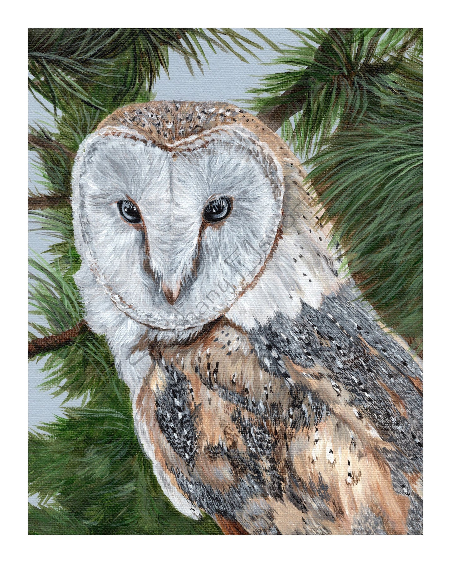 Barn Owl Giclee Print
