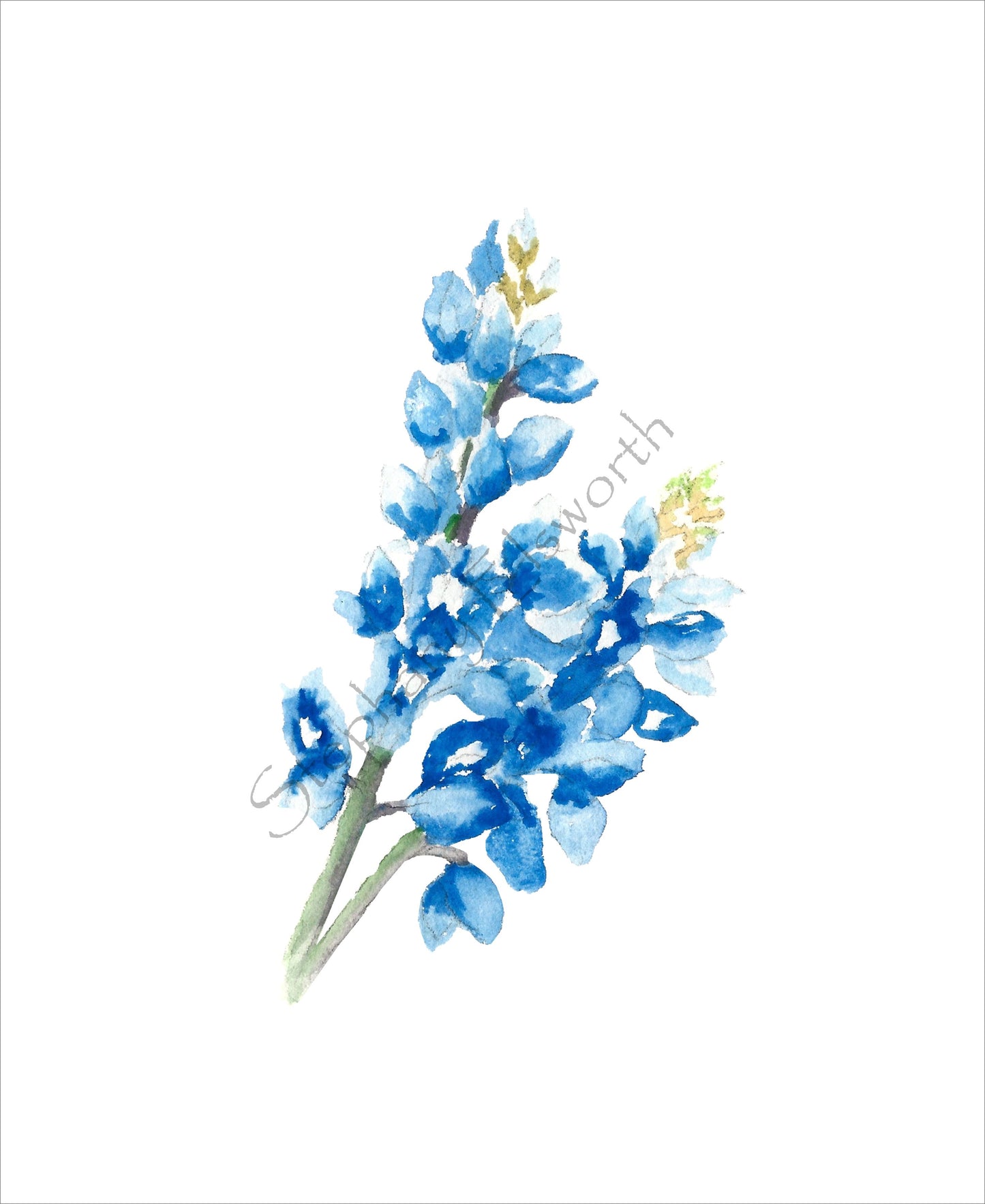 Texas Bluebonnet Watercolor Prints 8 x 10 inches in 11 x 14 mat Set of Four