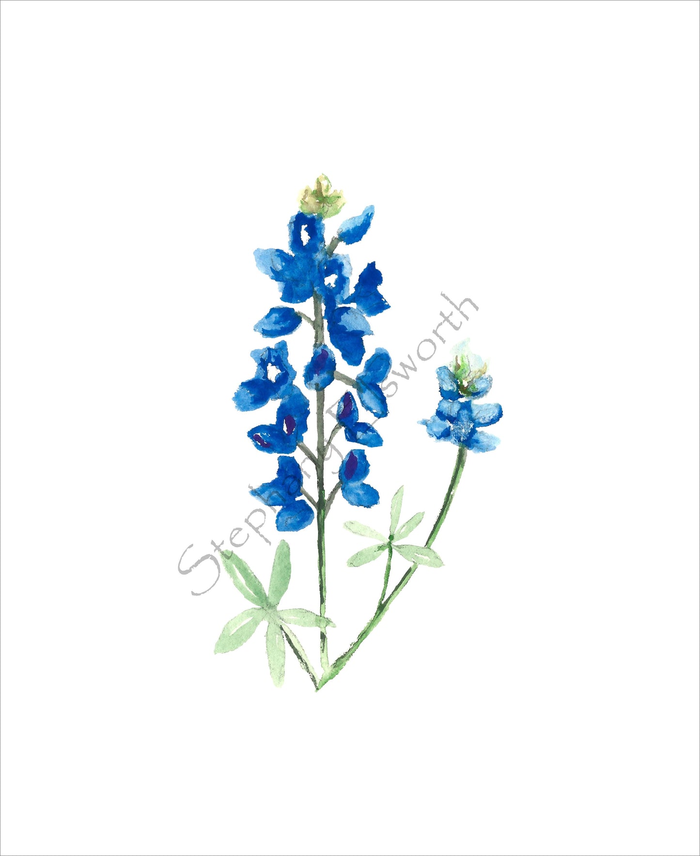 Texas Bluebonnet Watercolor Prints 8 x 10 inches in 11 x 14 mat Set of Four