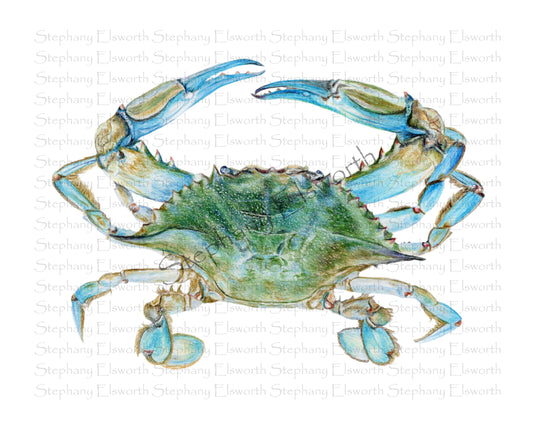 Blue Crab Giclee Fine Art Print