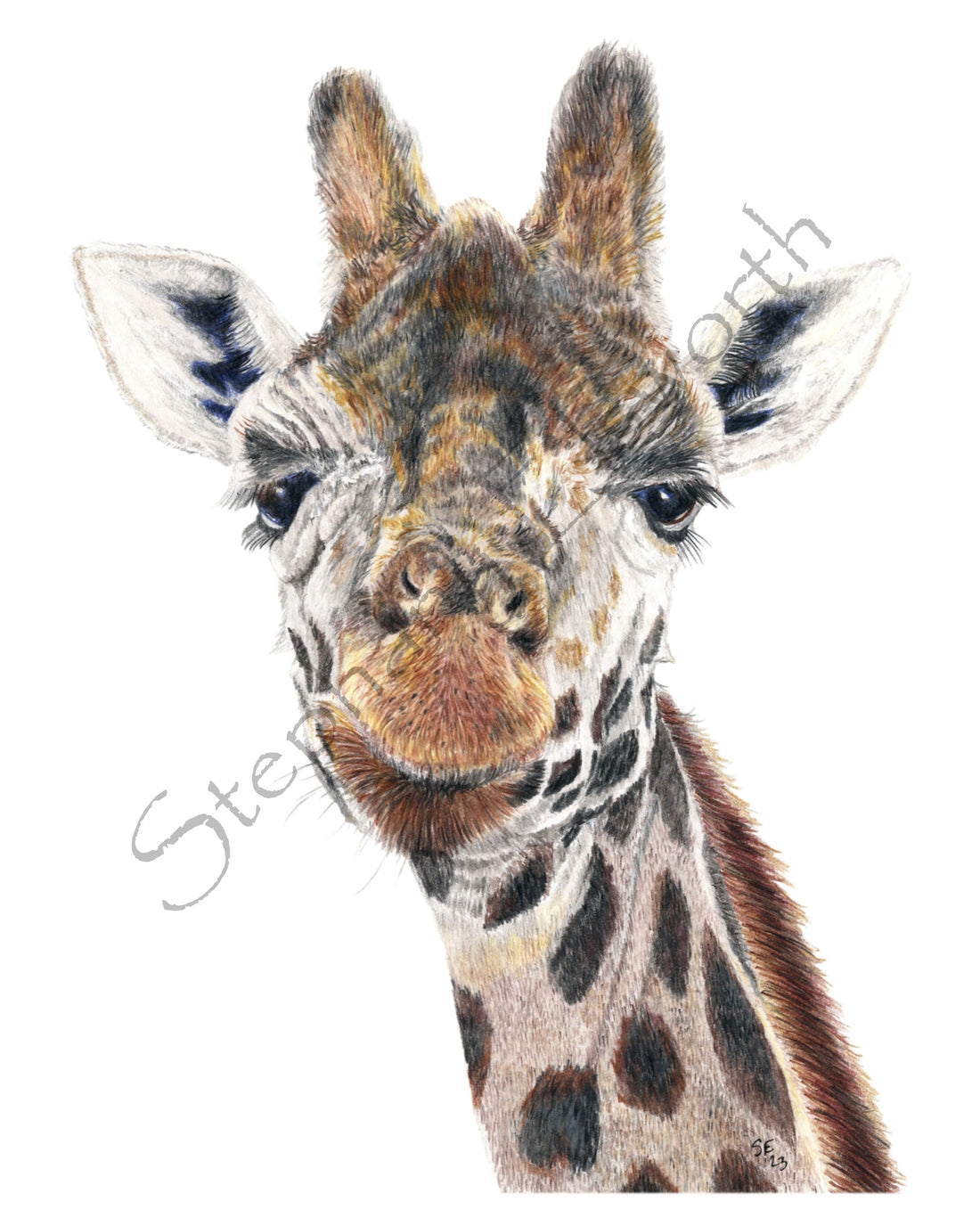 Giraffe 8 x 10 Original Colored Pencil Drawing – Elsworth Fine Art