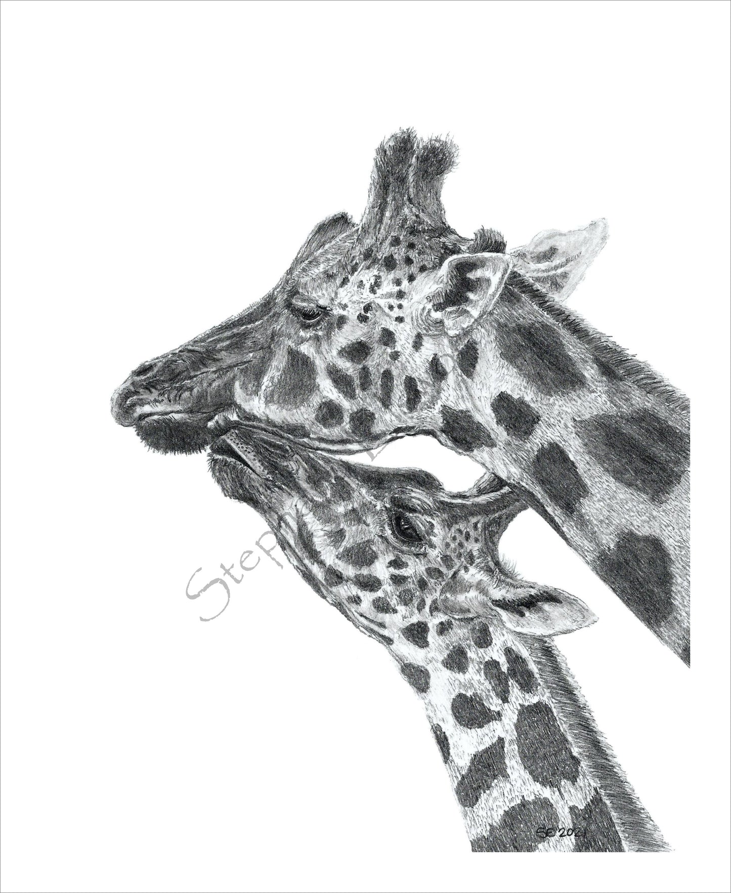 Giraffes 8 x 10 Original Graphite Pencil Drawing