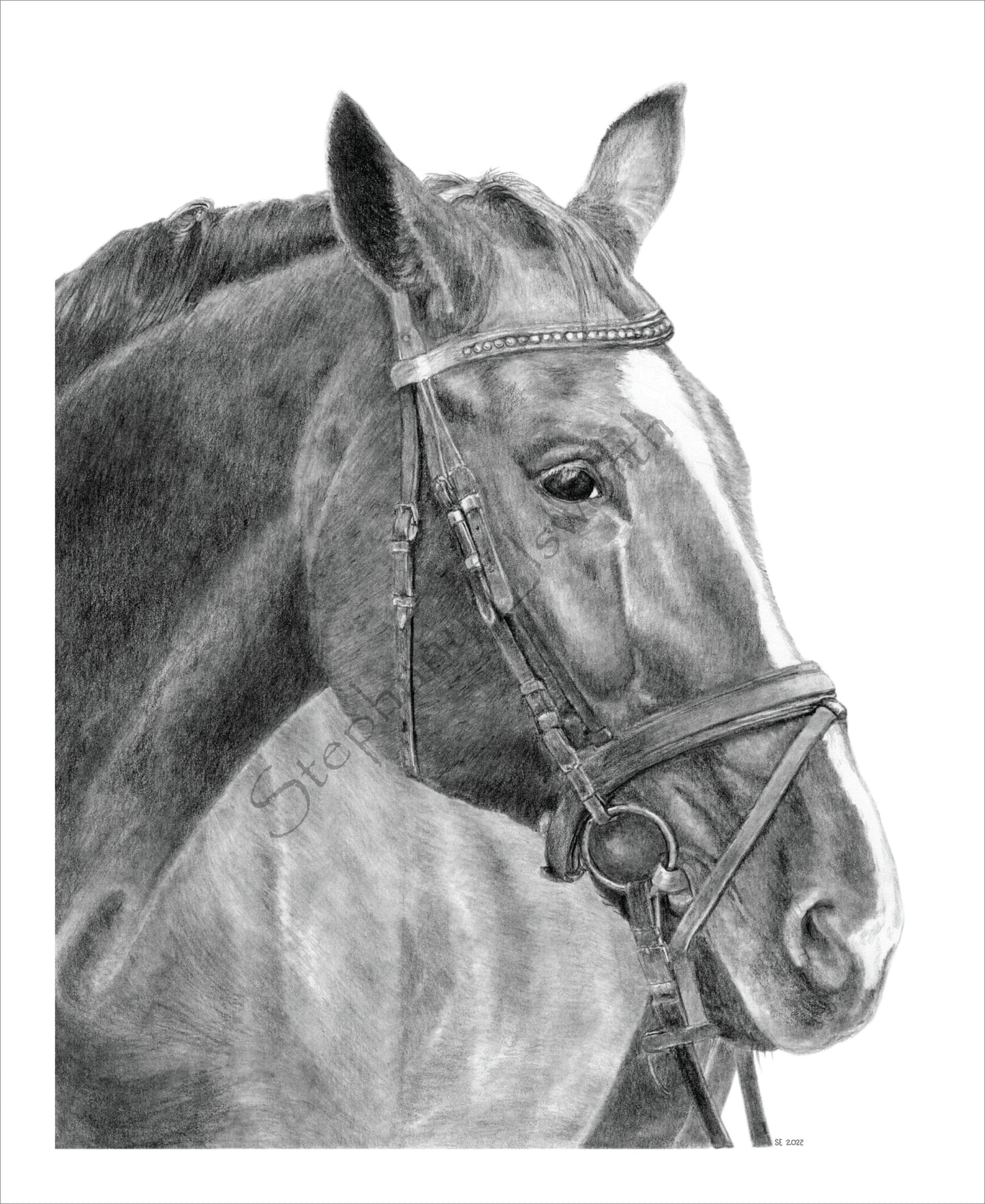 Horse 8 x 10 Original Graphite Pencil Drawing