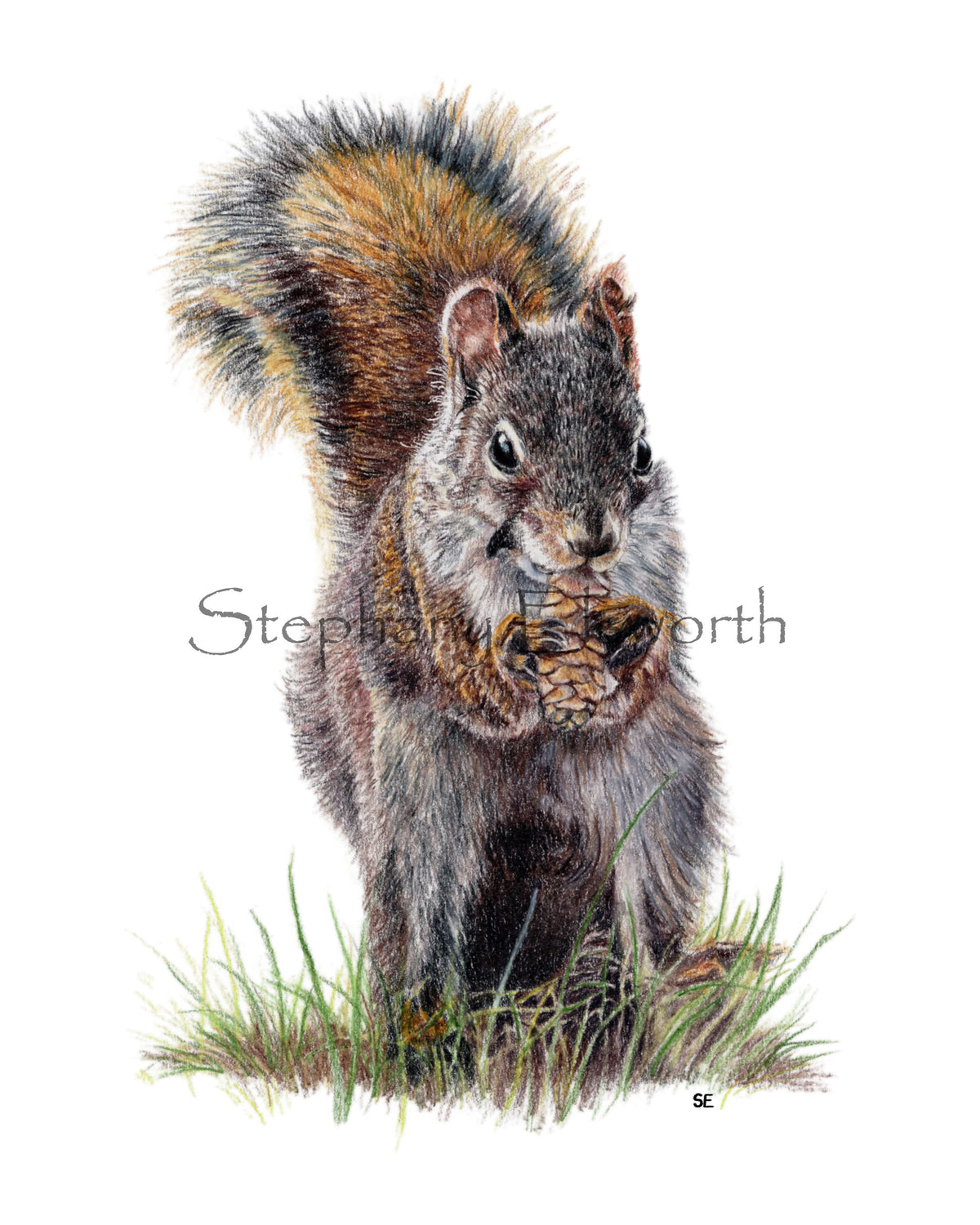 Squirrel Colored Pencil Drawing Digital Download