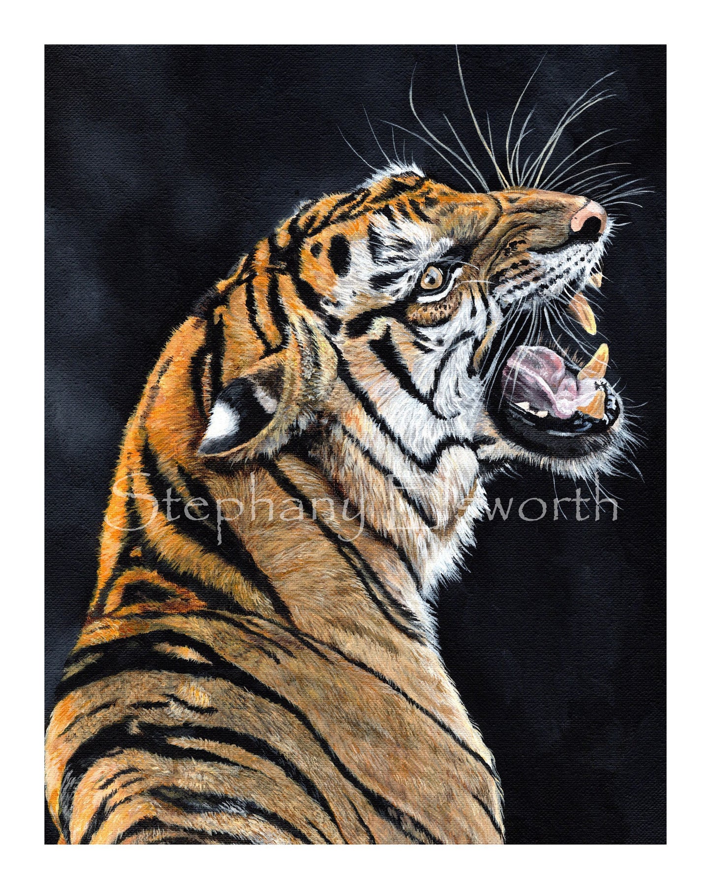 Snarling Tiger Fine Art Giclee Prints