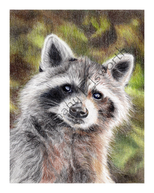 Trash Panda 6 x 8 inch or 8 x 10 inch Colored Pencil Raccoon Fine Art Print