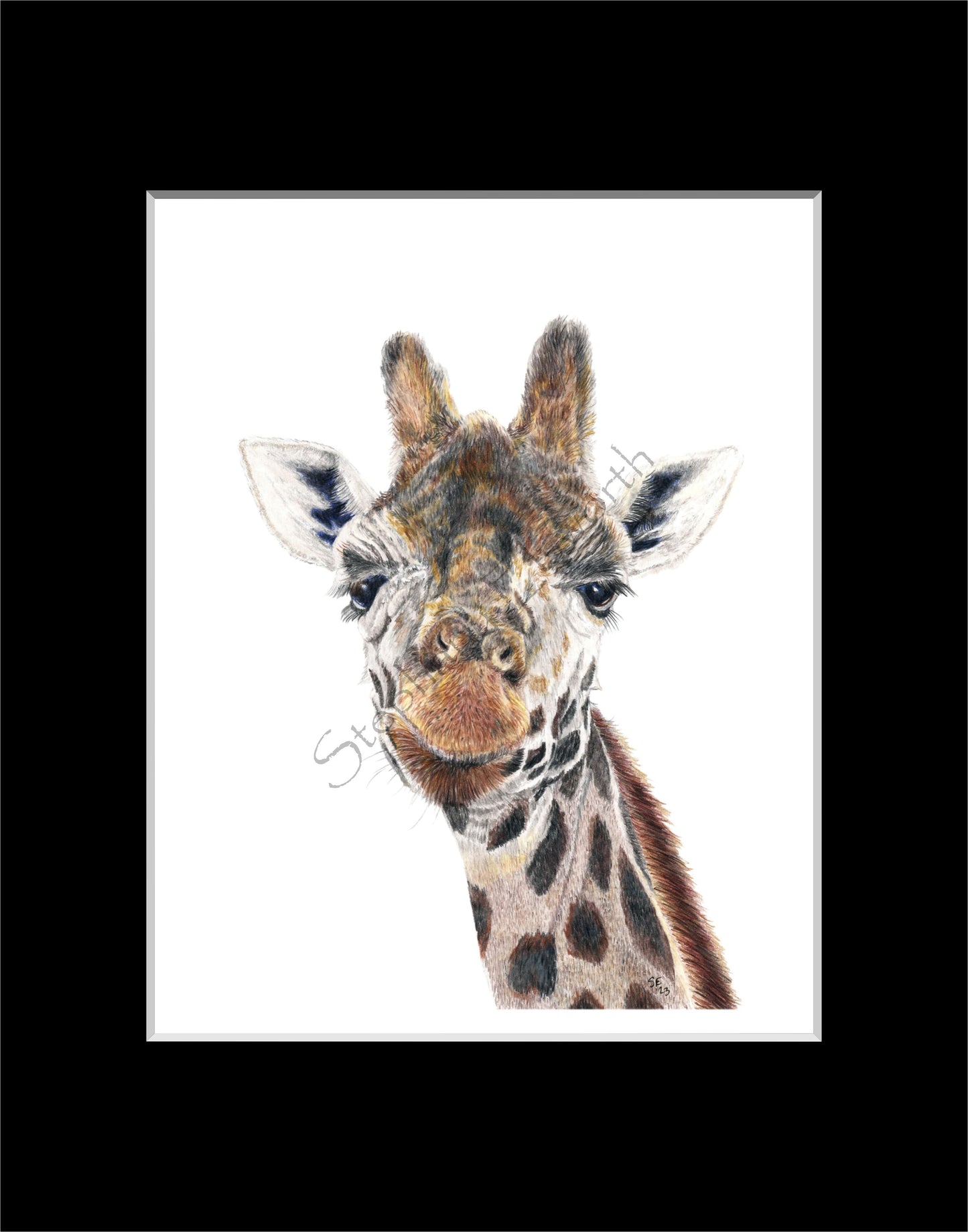 Giraffe 8 x 10 Original Colored Pencil Drawing