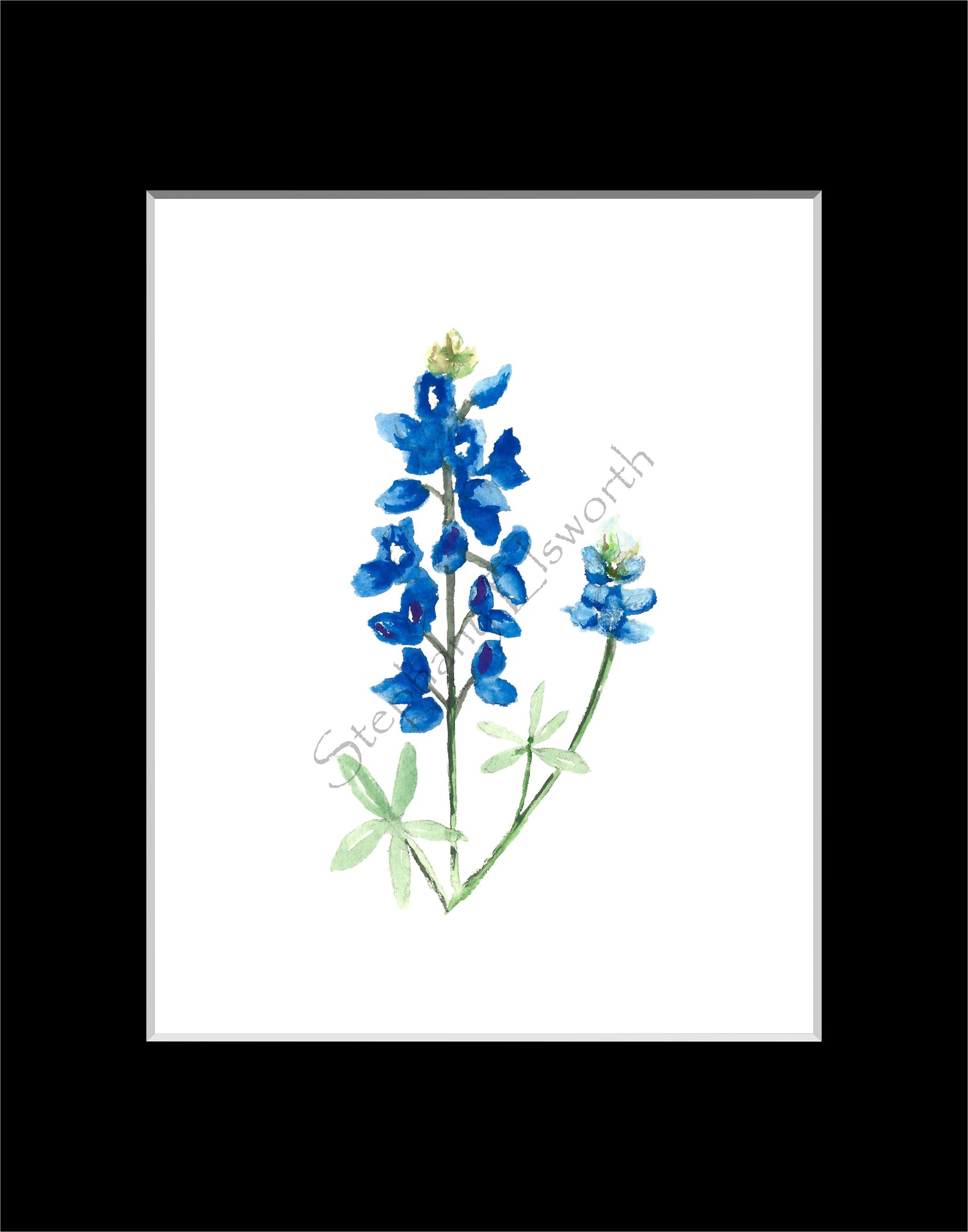 Texas Bluebonnet Watercolor Prints 8 x 10 inches in 11 x 14 mat Set of Four