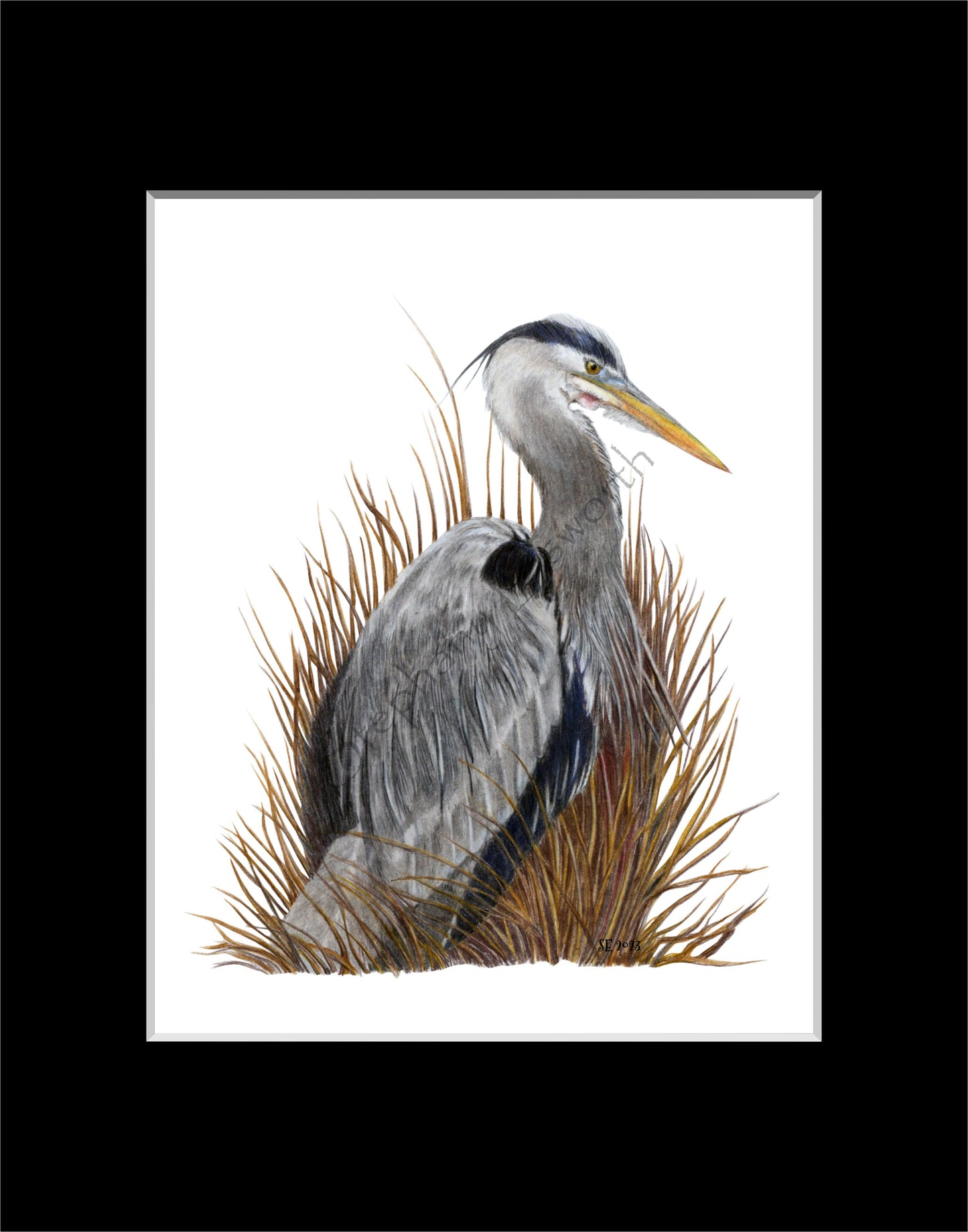 Great Blue Heron 8 x 10 Original Colored Pencil Illustration