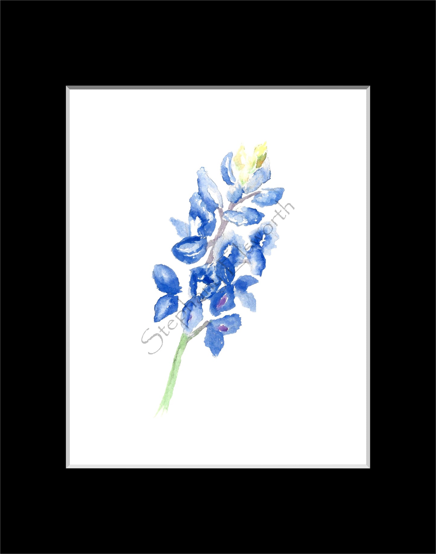 Texas Bluebonnet Watercolor Prints 8 x 10 inches in 11 x 14 mat Set of Four